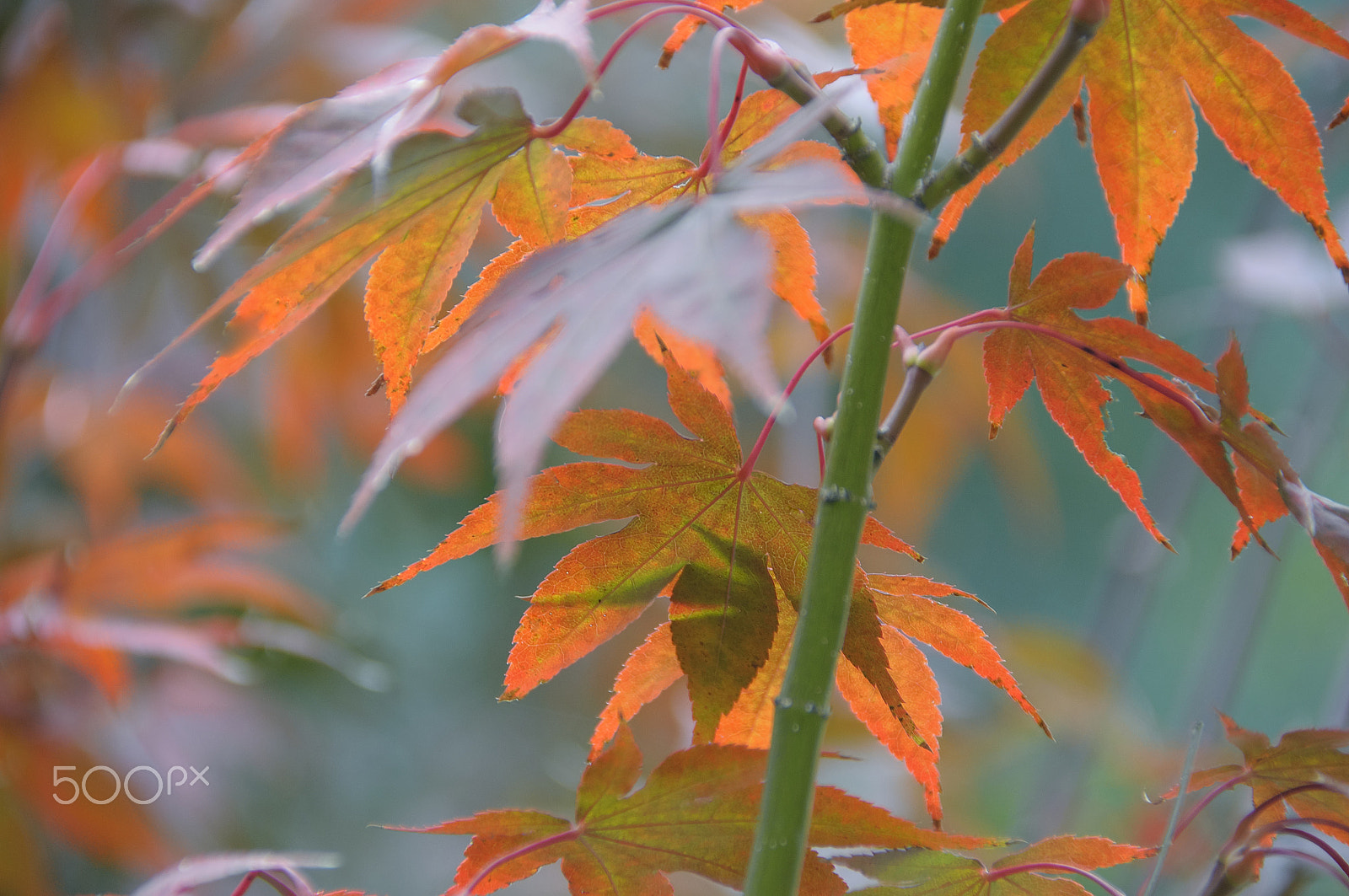 Nikon D5000 sample photo. Tale of jungle (with autumn background) photography