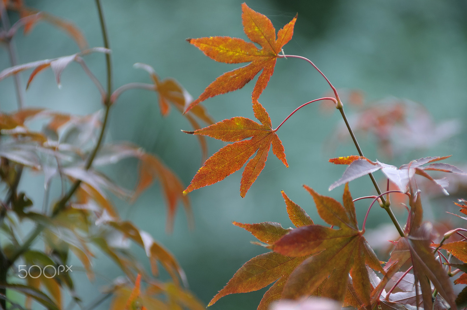 Nikon D5000 sample photo. Tale of jungle (with autumn background) photography