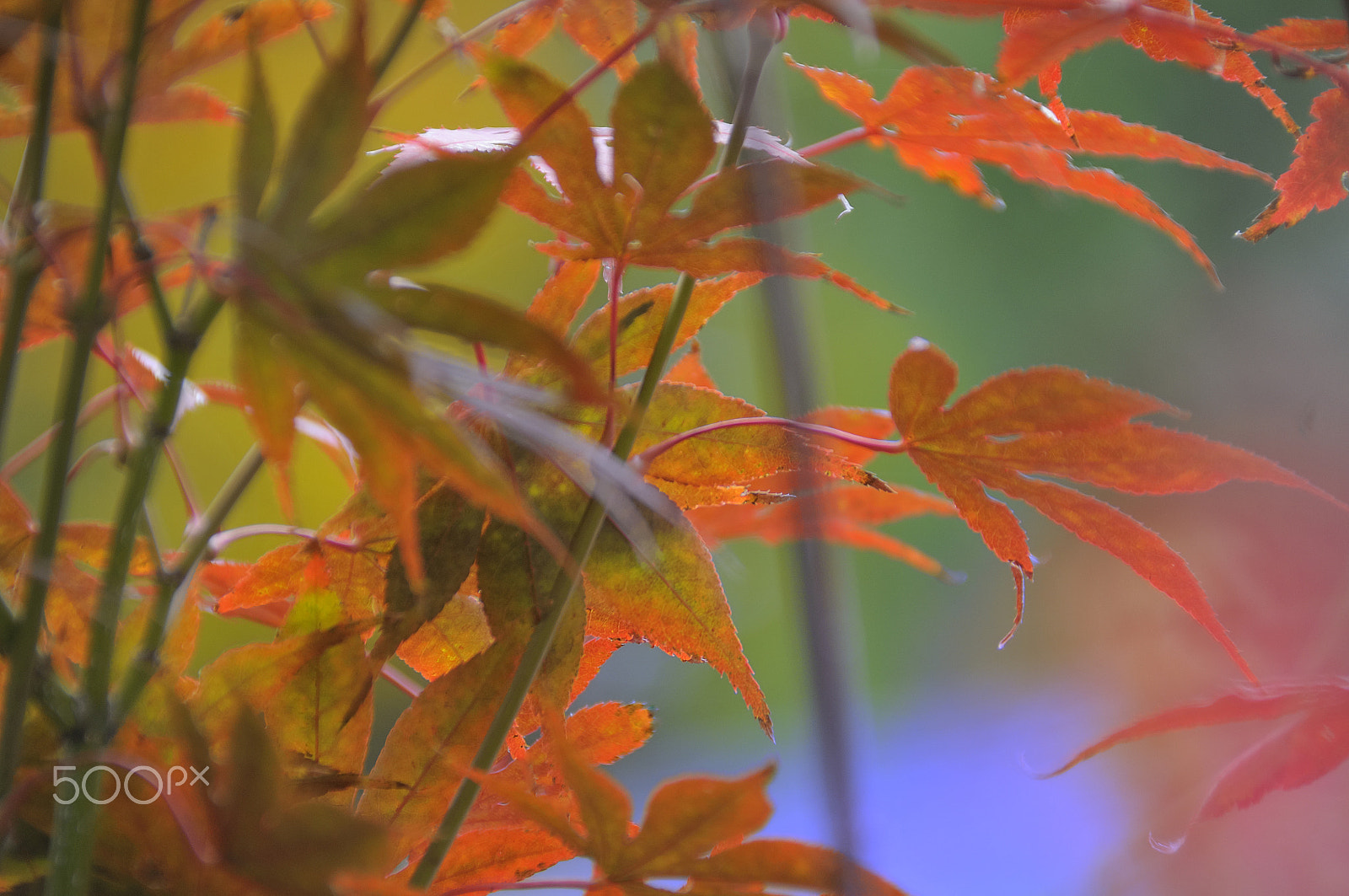 Nikon D5000 sample photo. Tale of jungle (with autumn background) photography
