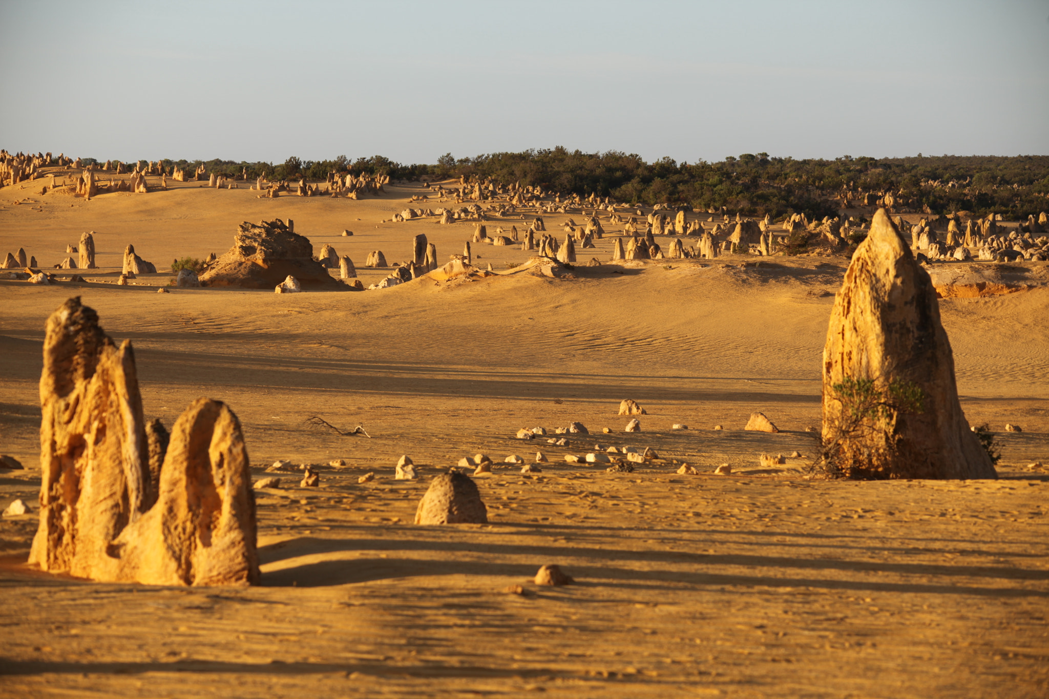 Sigma 150-500mm F5-6.3 DG OS HSM sample photo. The pinnacles desert wa, in the morning light photography