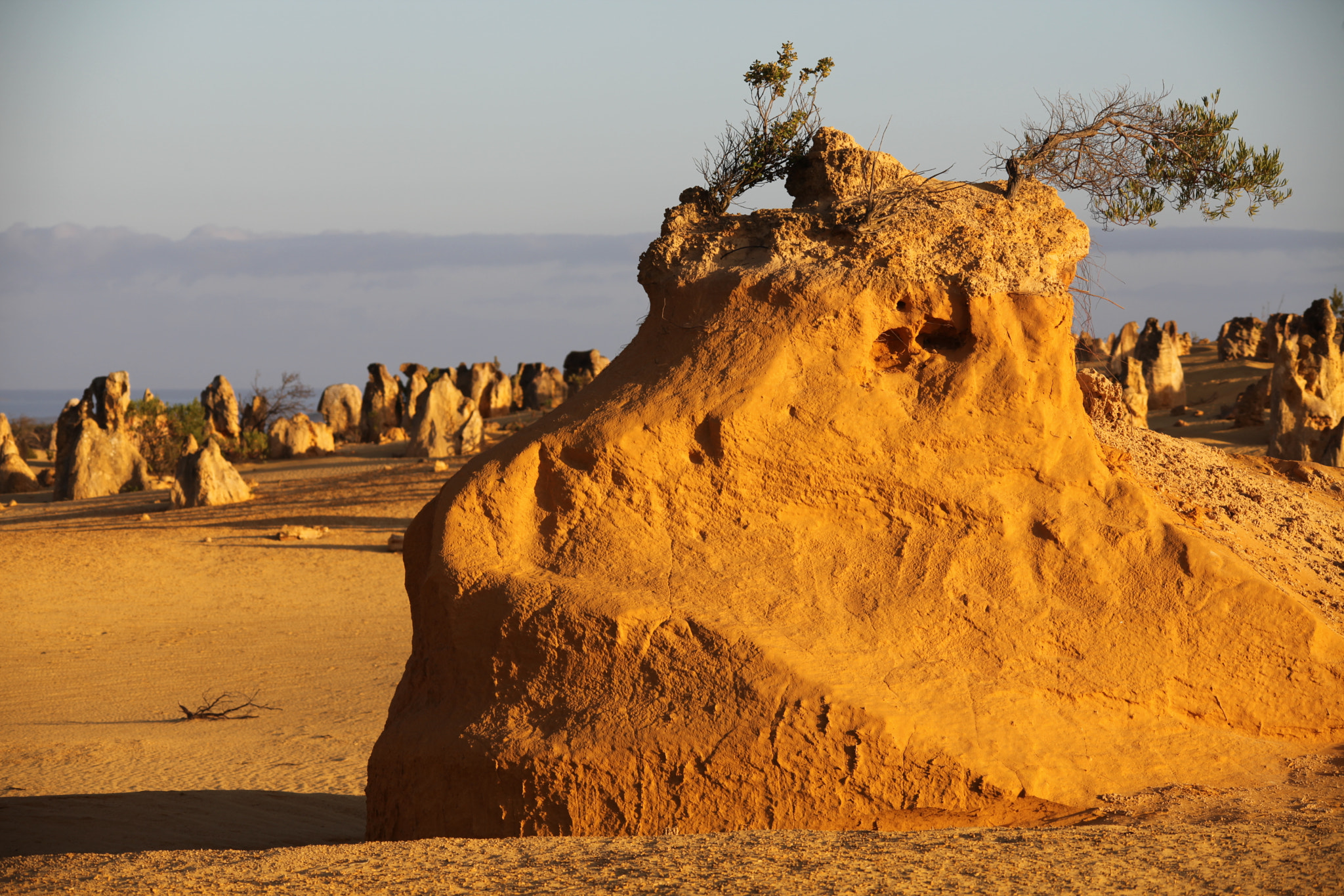 Canon EOS 5D Mark II sample photo. The pinnacles desert wa, in the morning light photography