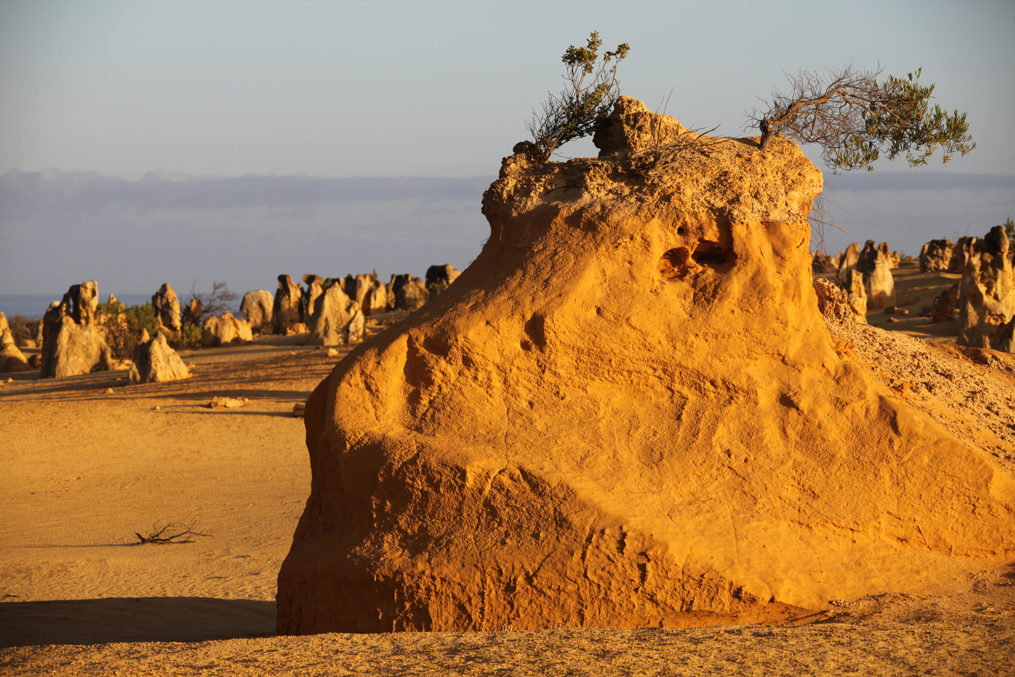 Sigma 150-500mm F5-6.3 DG OS HSM sample photo. The pinnacles desert wa, in the morning light photography