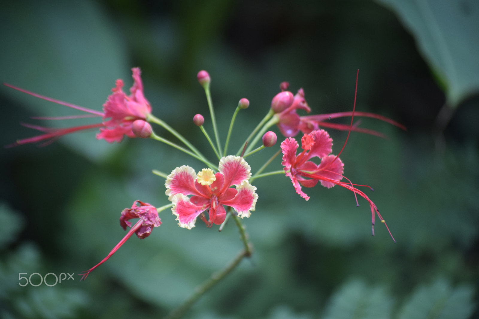 Nikon AF-S Nikkor 28-70mm F2.8 ED-IF sample photo. Flor photography