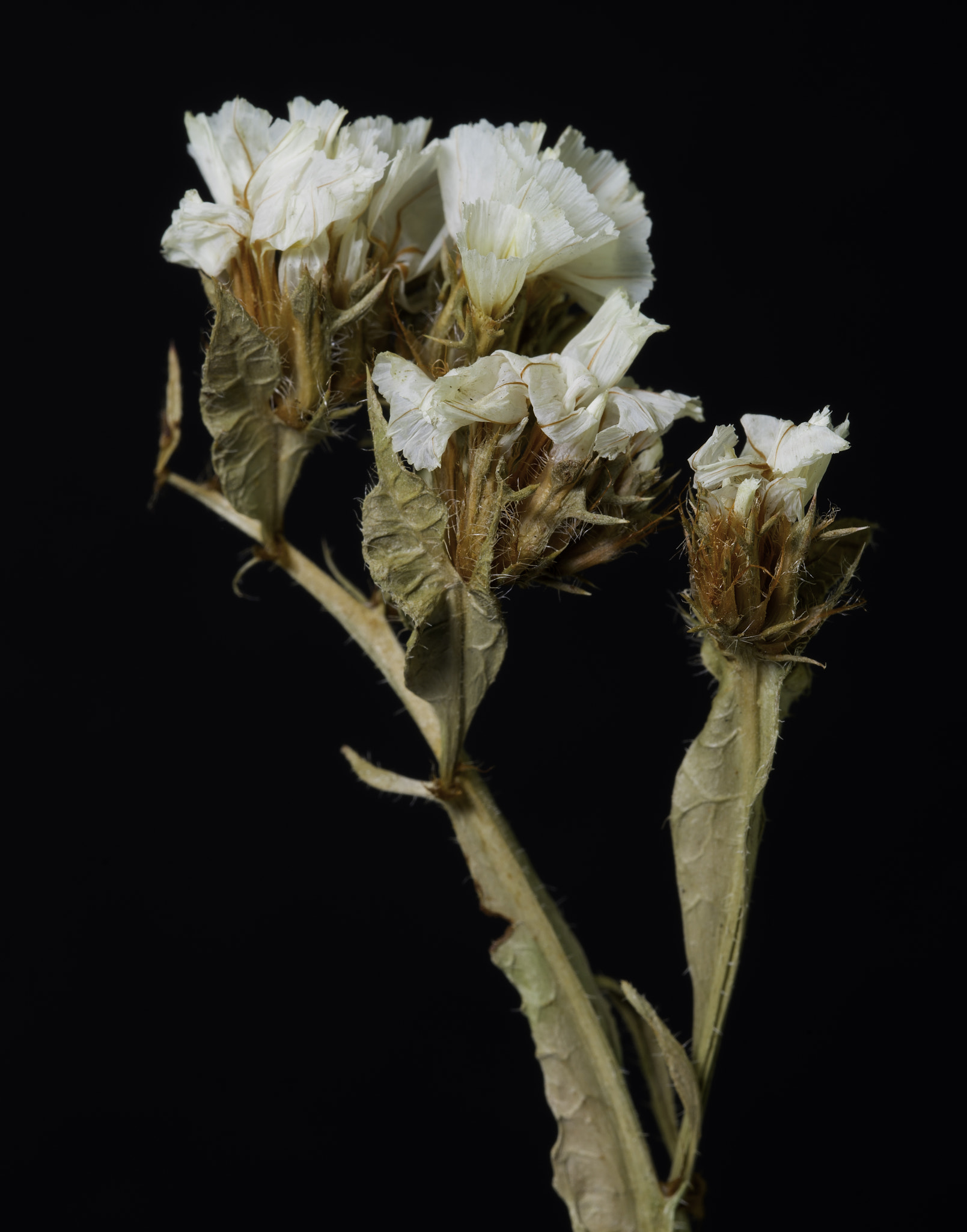 Sony a7 + Tamron SP 90mm F2.8 Di VC USD 1:1 Macro (F004) sample photo. Dried white wildflowers. photography
