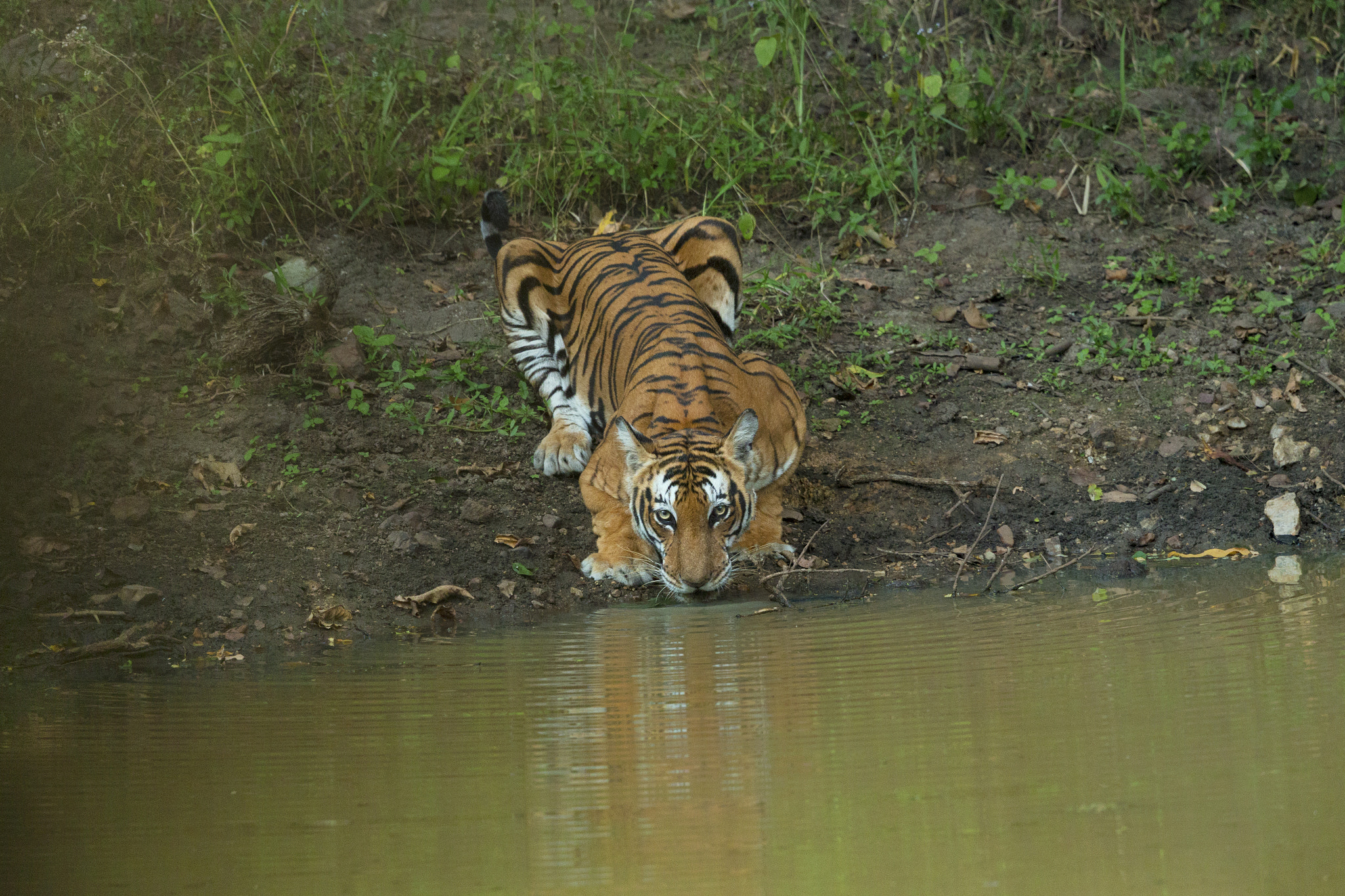 Canon EF 500mm F4L IS II USM sample photo. Tiger photography
