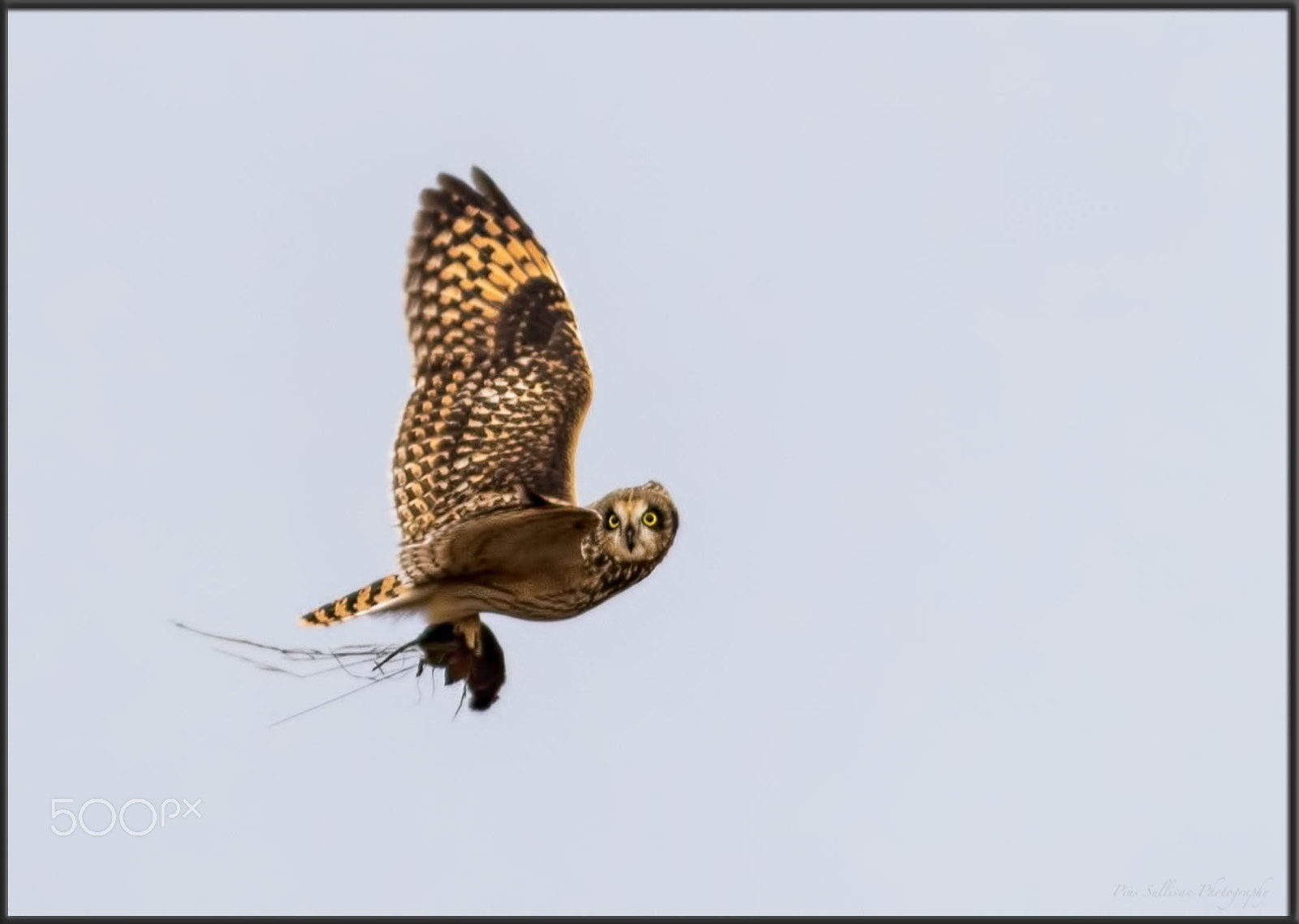 Canon EOS 7D Mark II + Canon EF 400mm F4 DO IS II USM sample photo. Taking dinner home. photography