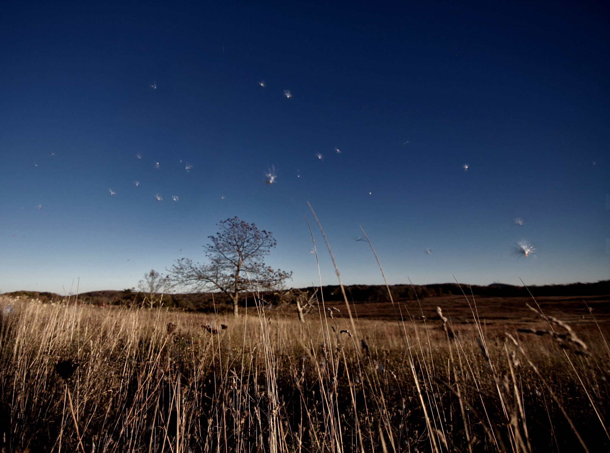 Canon EOS 40D sample photo. Fliers ... photography
