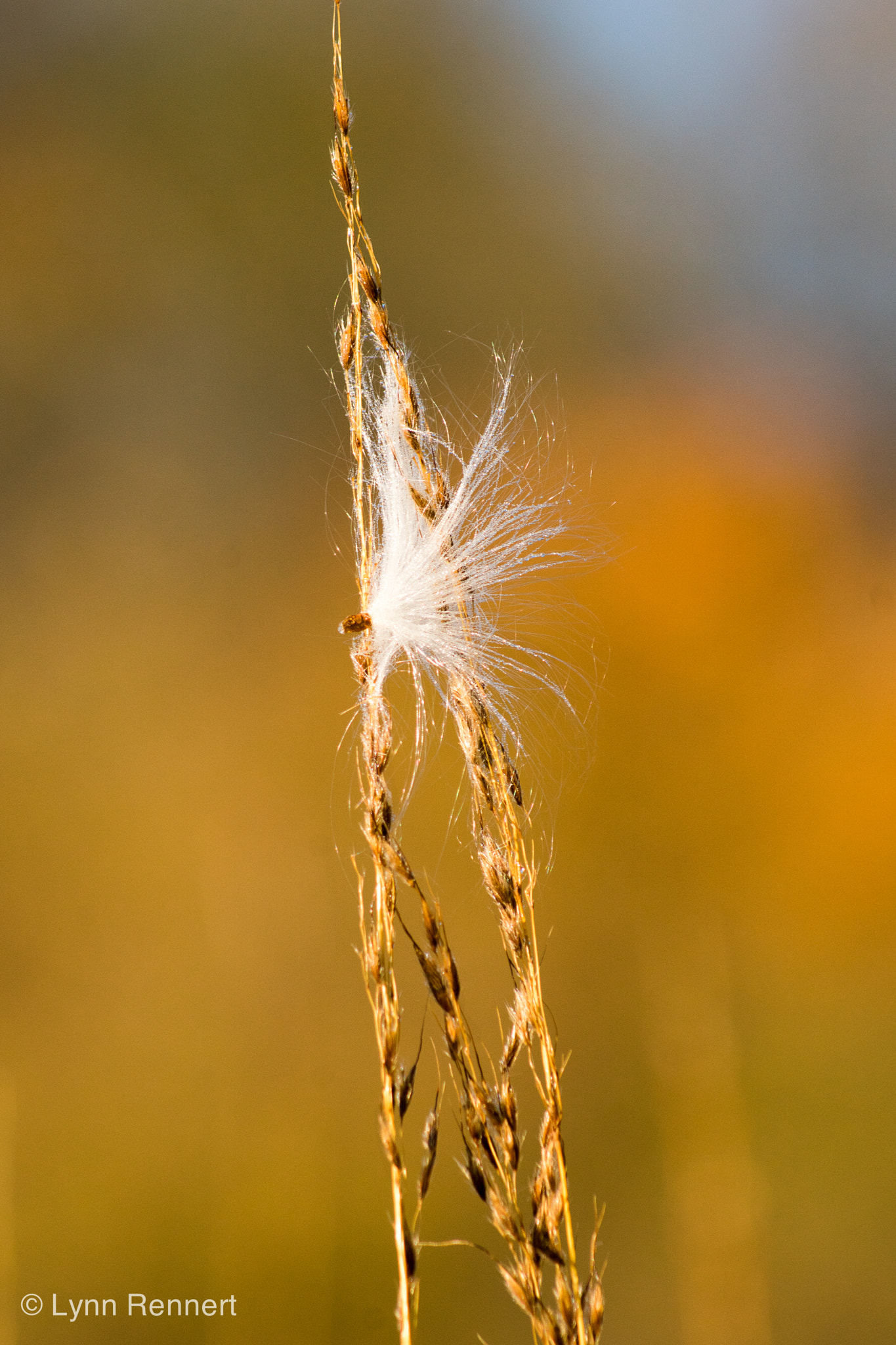 Sony 75-300mm F4.5-5.6 sample photo. Promise for spring photography