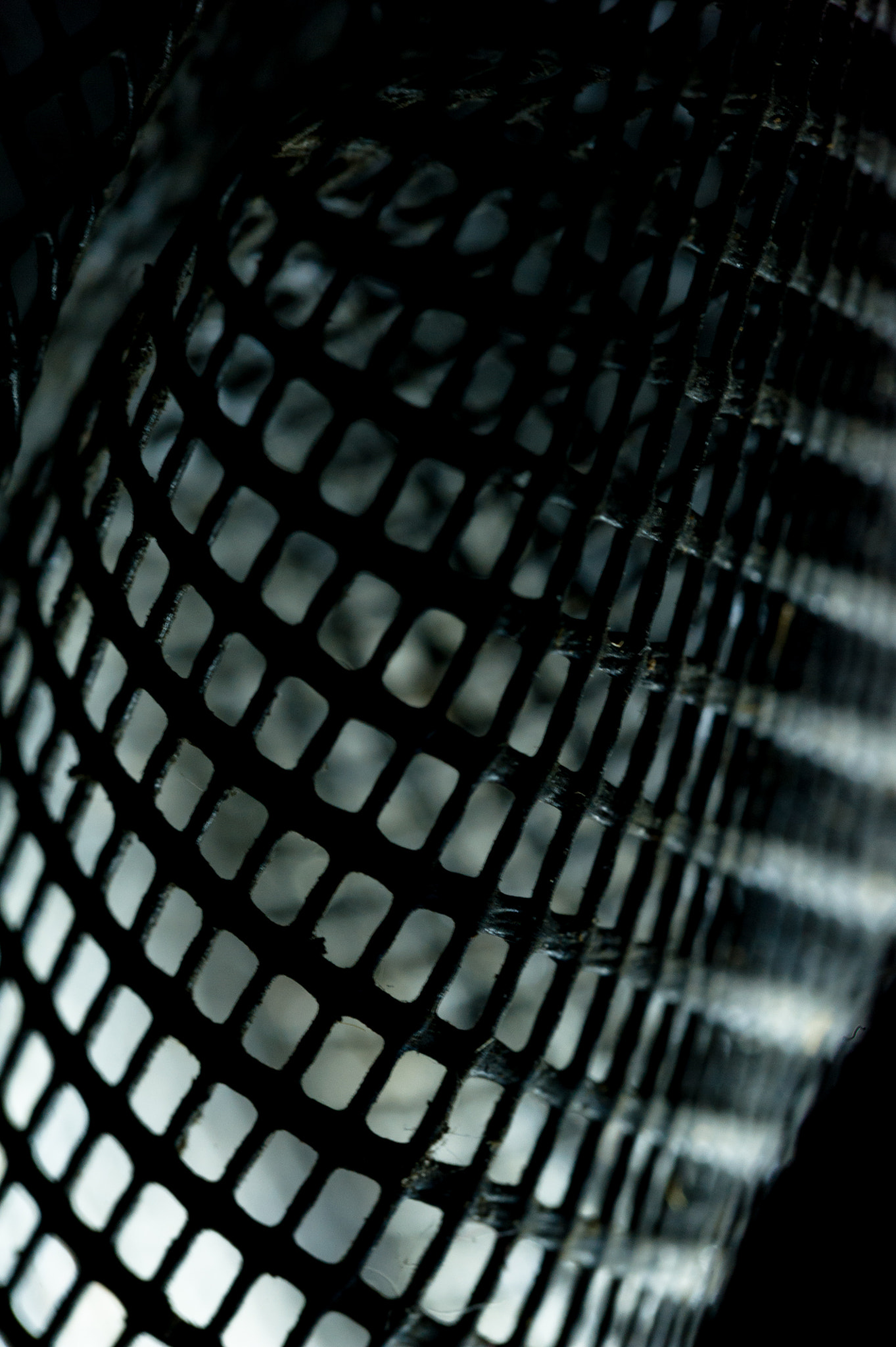 Sigma 150mm F2.8 EX DG Macro HSM sample photo. Catching some zees photography