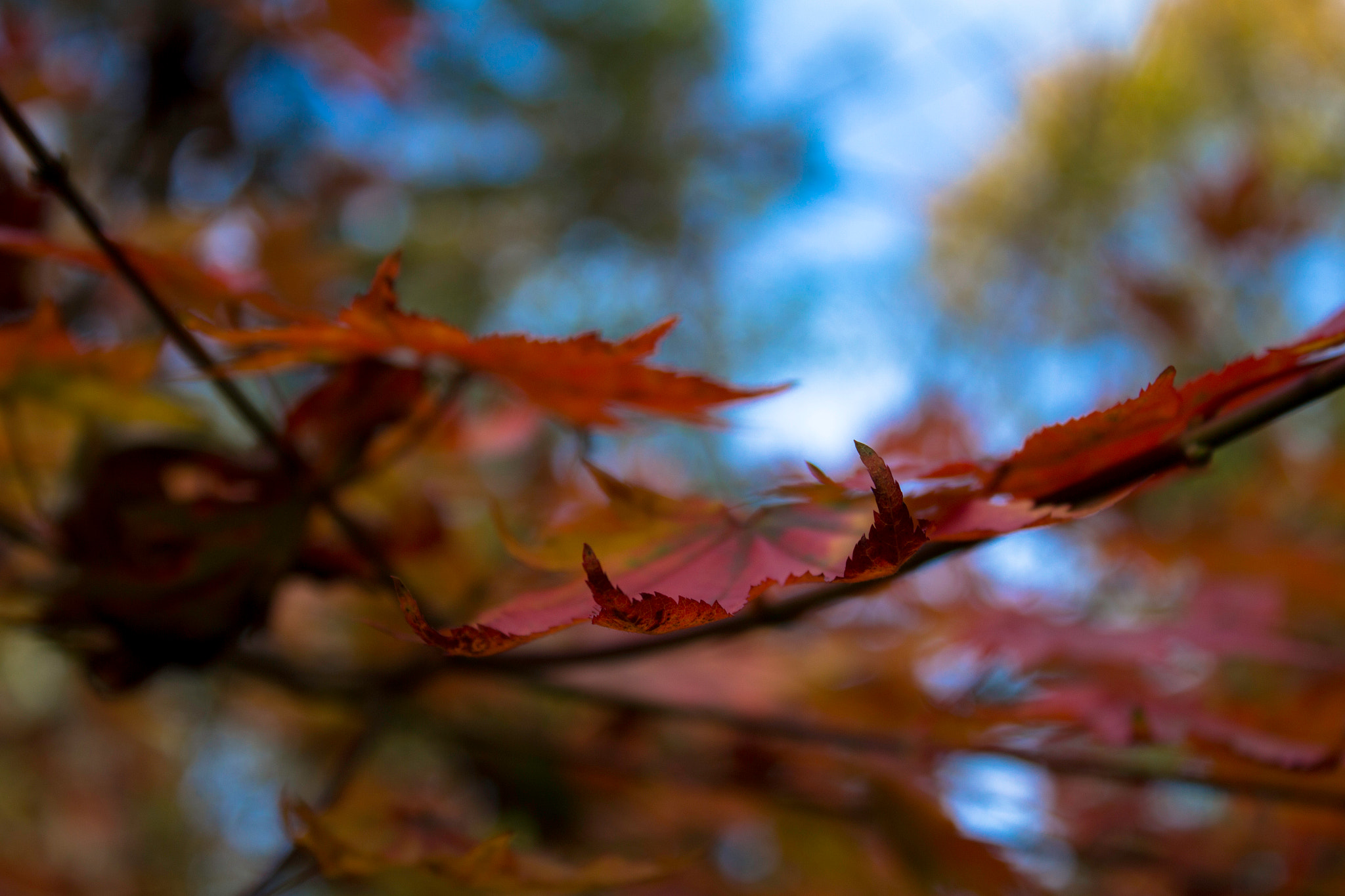 Canon EOS 700D (EOS Rebel T5i / EOS Kiss X7i) sample photo. Dita di autunno photography