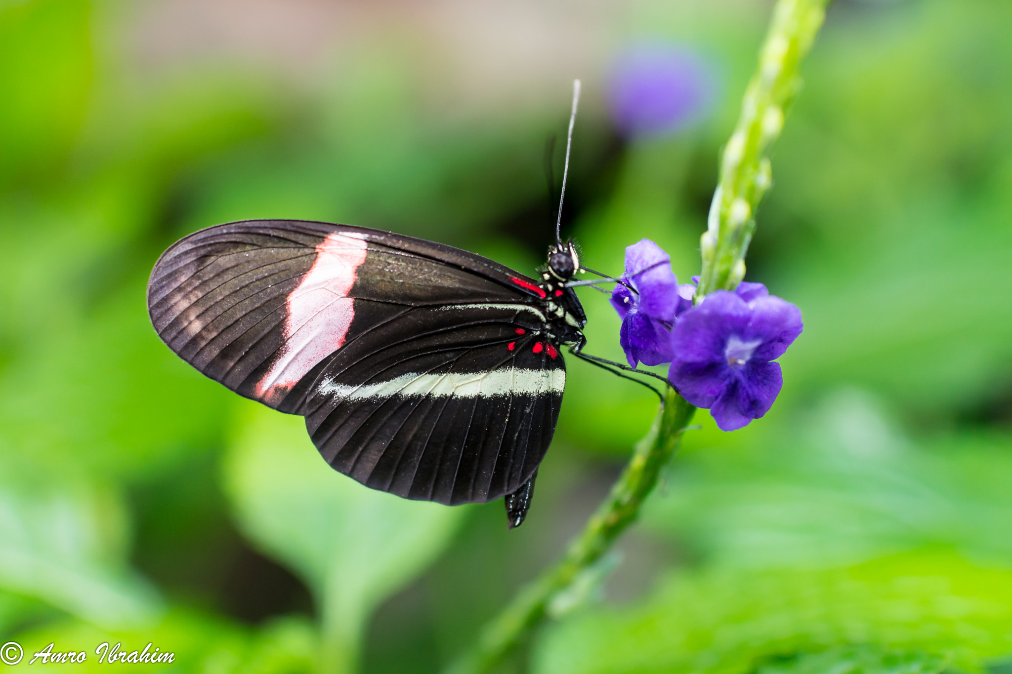 Nikon D7200 + Nikon AF-S Nikkor 35mm F1.8G ED sample photo. Butterfly in the garden photography