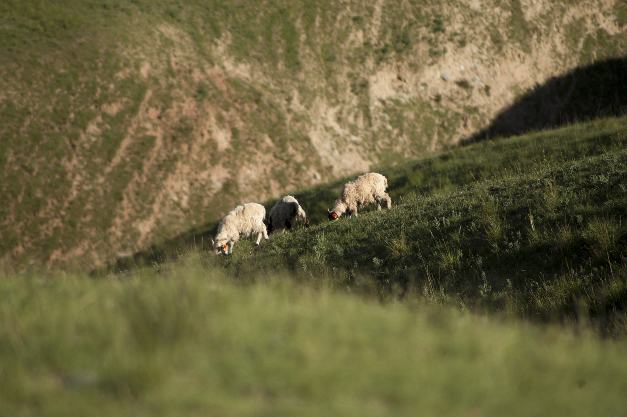 Nikon D70s + Tamron SP 70-300mm F4-5.6 Di VC USD sample photo. Goat on the hill photography