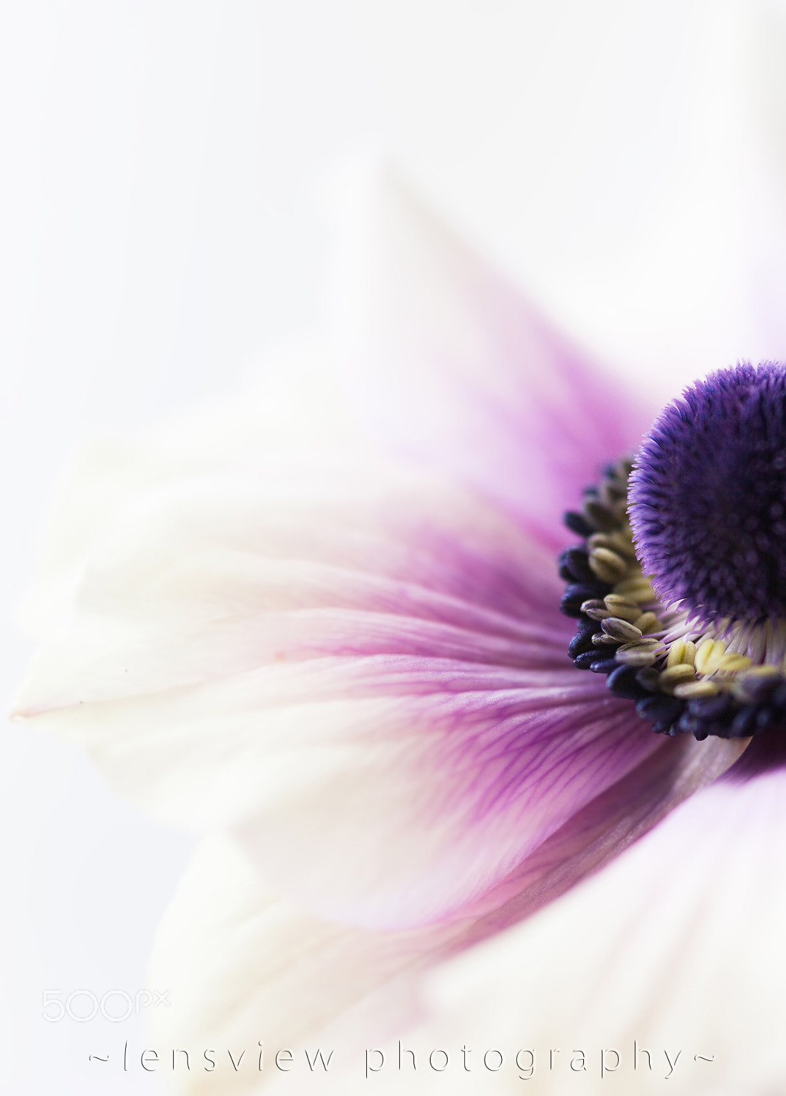 Sigma 105mm F2.8 EX DG Macro sample photo. :: photography