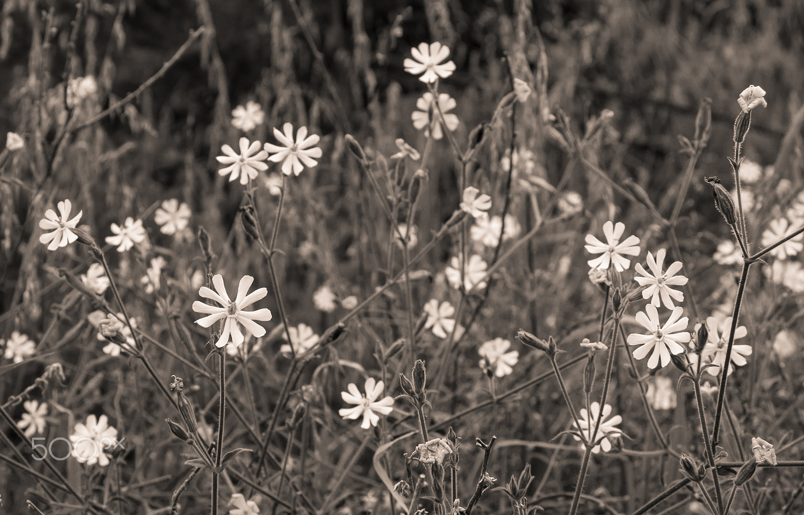 Canon EF-S 17-85mm F4-5.6 IS USM sample photo. Patch of drumsticks flowers (zaluzianskya capensis) photography