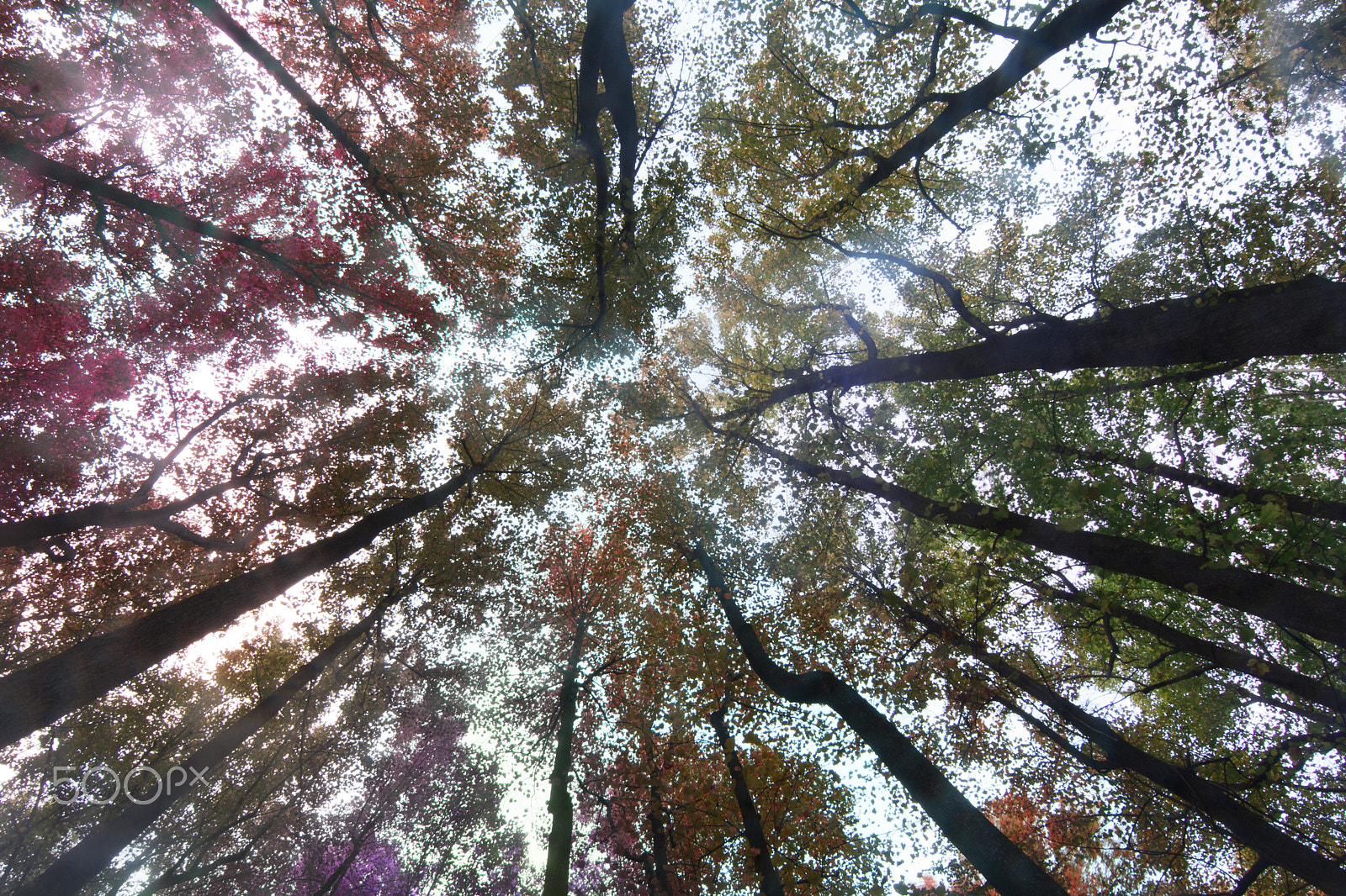 Canon EOS 40D sample photo. Colors in my mind... photography