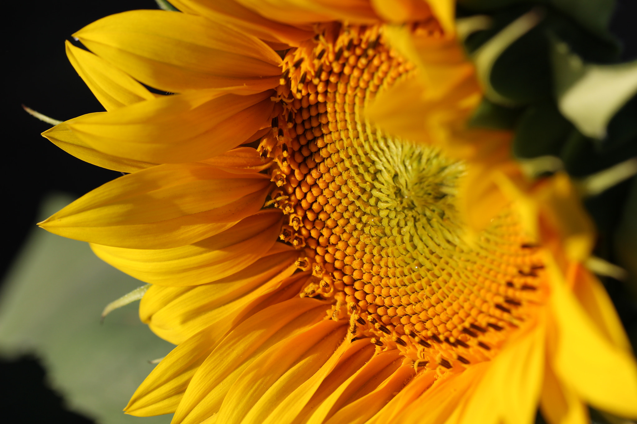 Canon EF-S 60mm F2.8 Macro USM sample photo. Face the sun photography