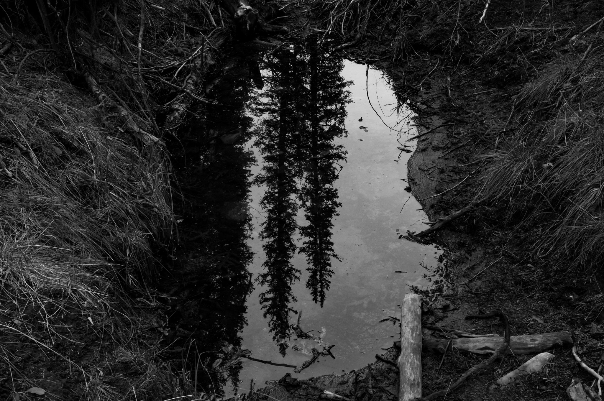 Sigma 17-70mm F2.8-4 DC Macro OS HSM sample photo. Allen bill pond, ab photography