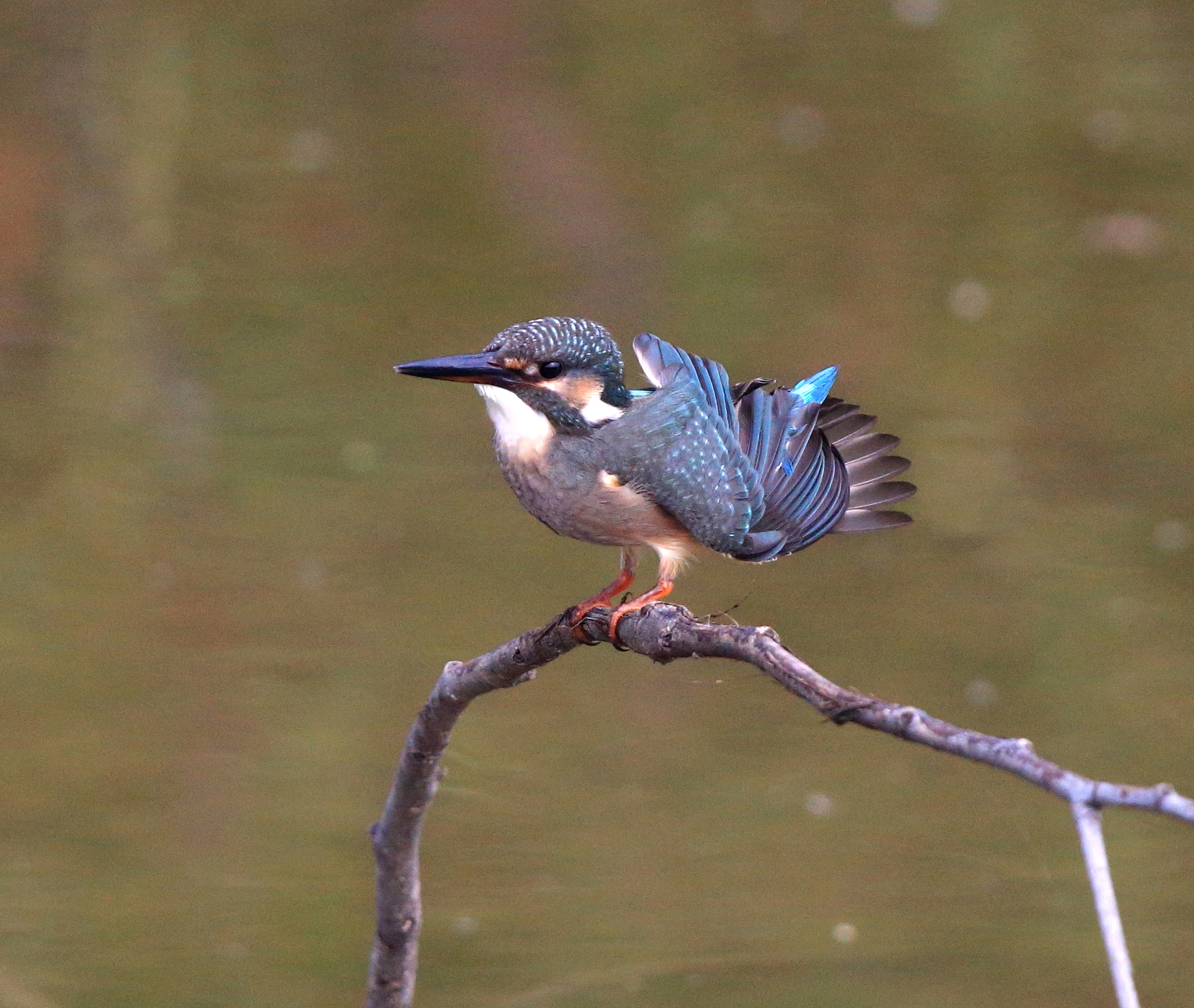 Canon EF 600mm F4L IS II USM sample photo. 021 photography