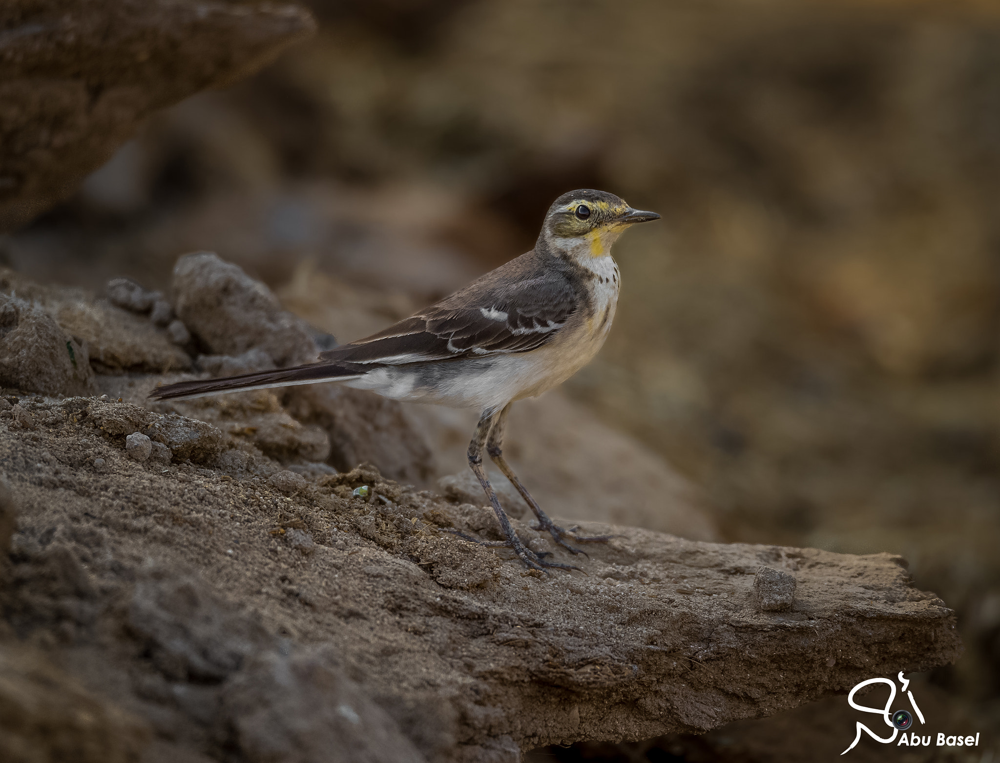 Sigma 150-600mm F5-6.3 DG OS HSM | S sample photo