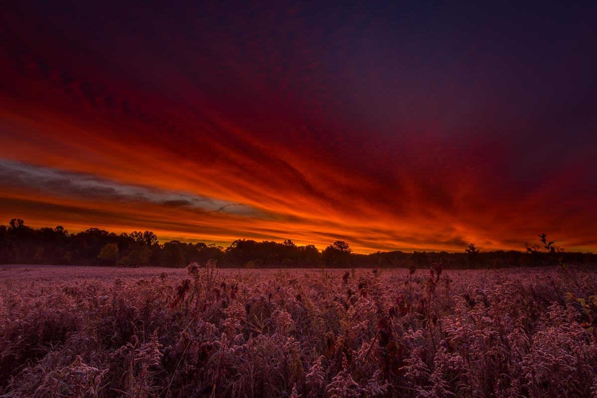Nikon D810 + Tokina AT-X 16-28mm F2.8 Pro FX sample photo. Sunrise over goldenrod field in fall photography