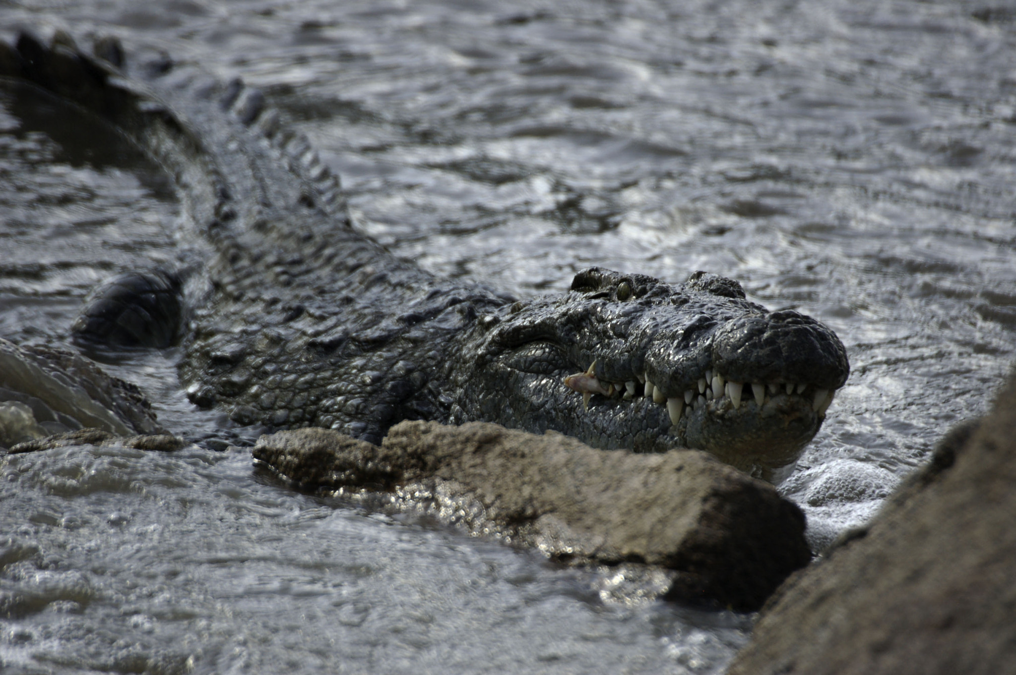 Nikon D50 sample photo. Nile crocodile photography