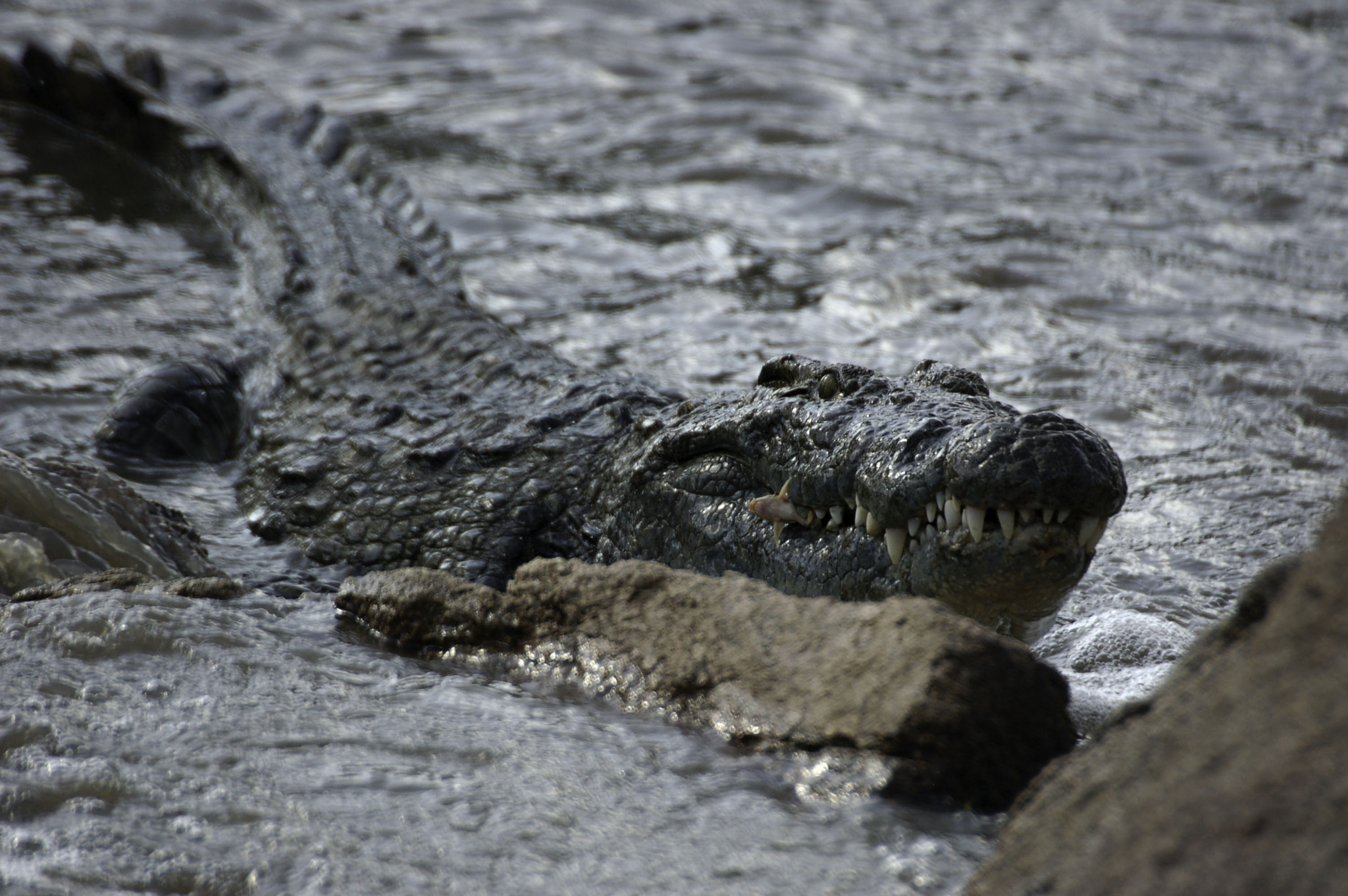 Sigma APO 170-500mm F5-6.3 Aspherical RF sample photo. Nile crocodile photography