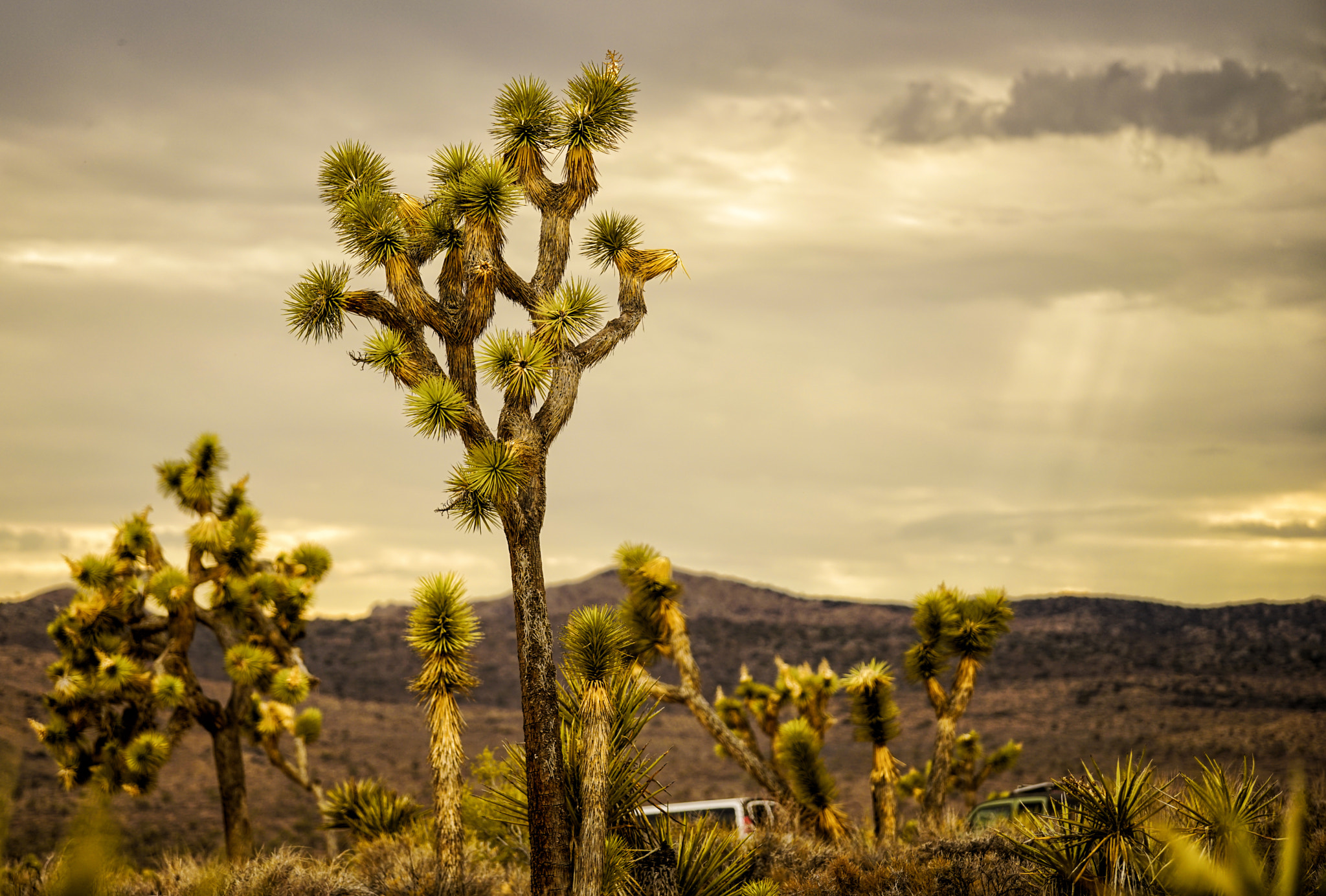 70-200mm F2.8 G SSM sample photo. Joshua tree at sunset photography