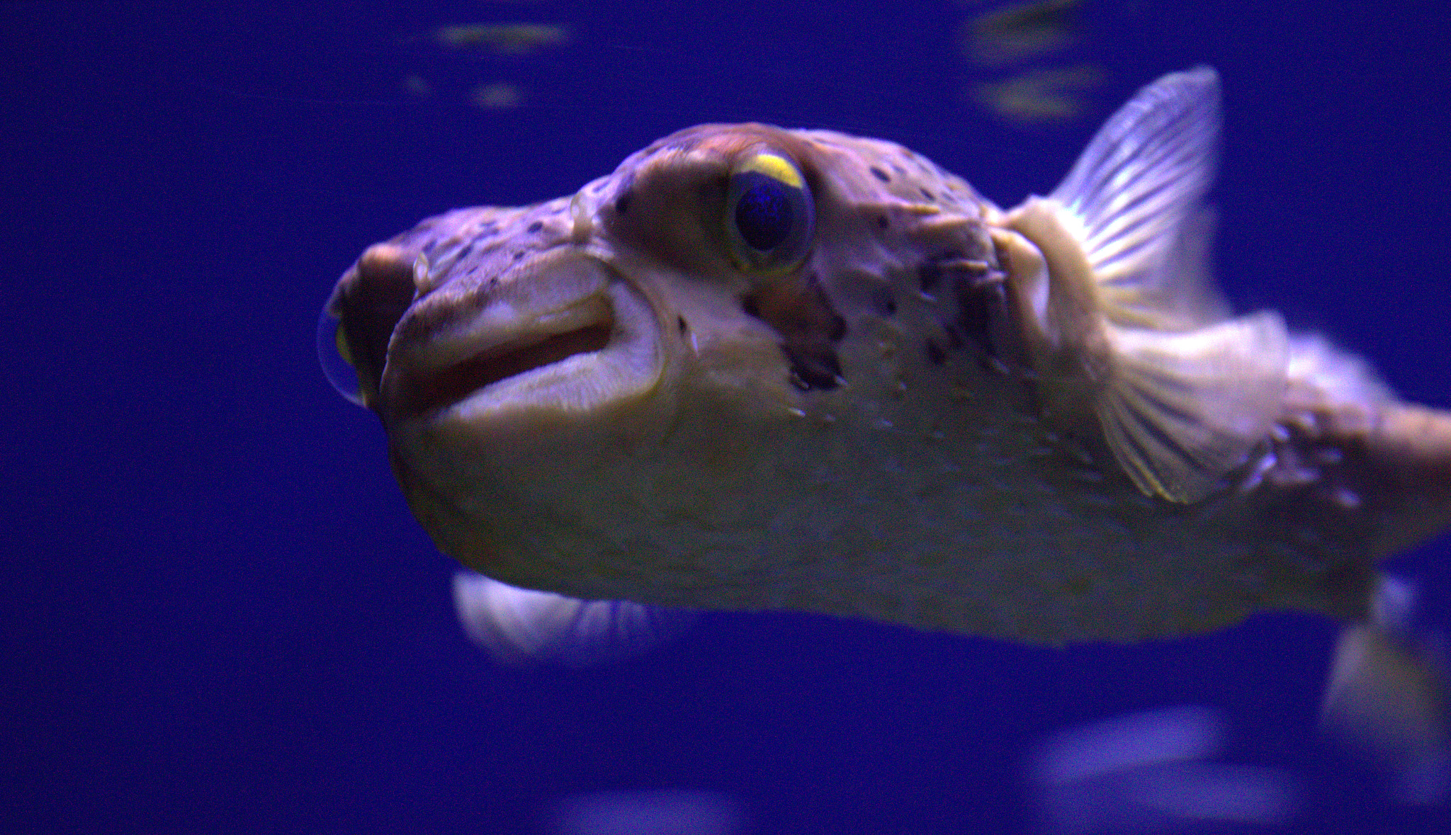 Canon EF 24-70mm F4L IS USM sample photo. Fish photography