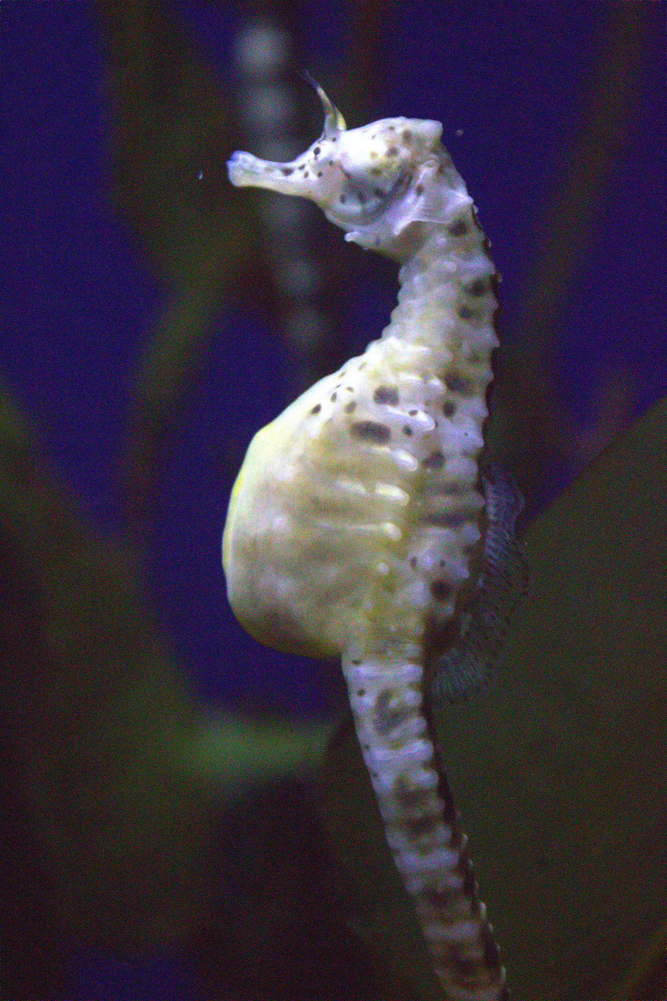 Canon EF 24-70mm F4L IS USM sample photo. Seahorse photography