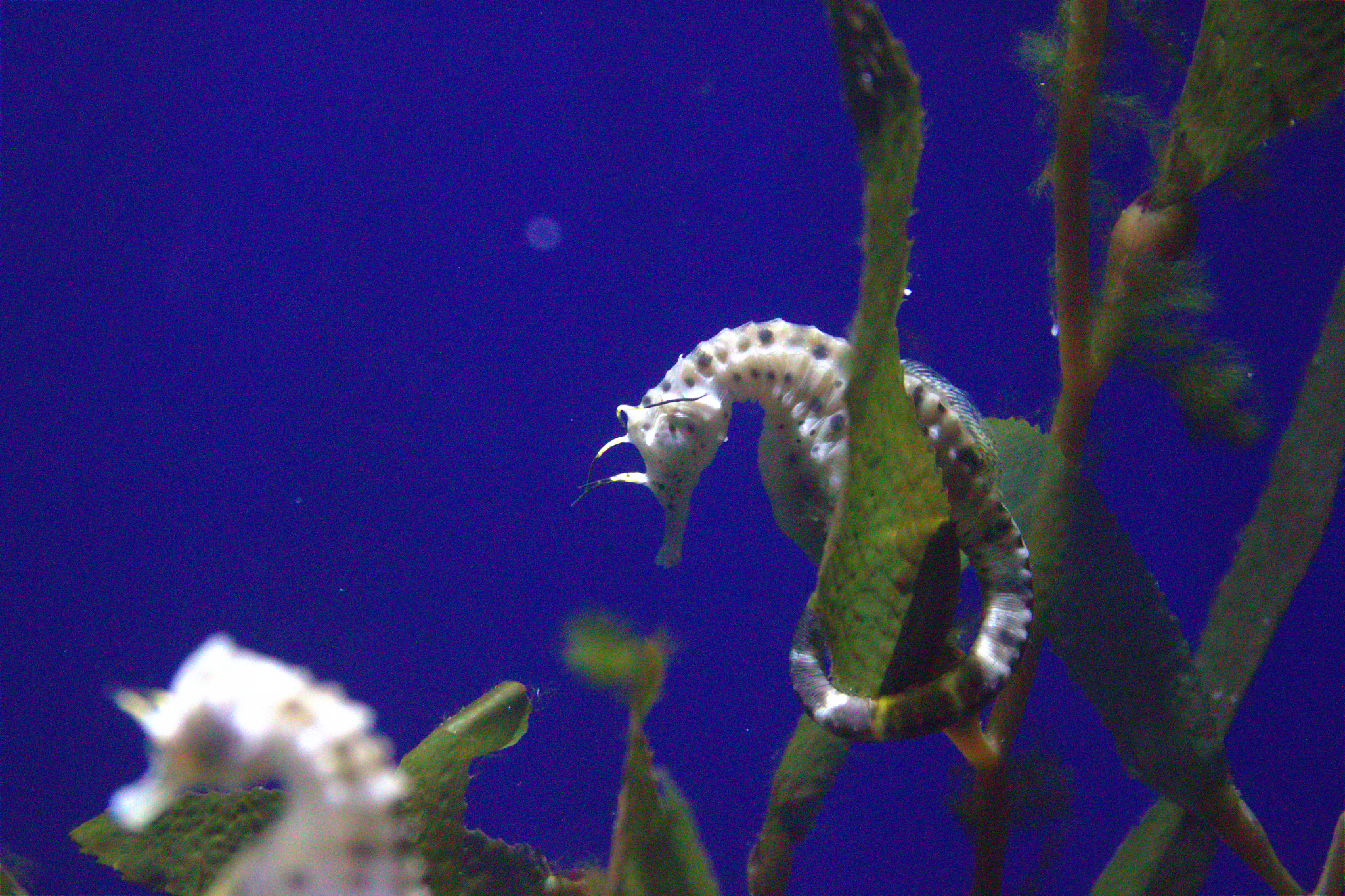Canon EF 24-70mm F4L IS USM sample photo. Seahorse photography