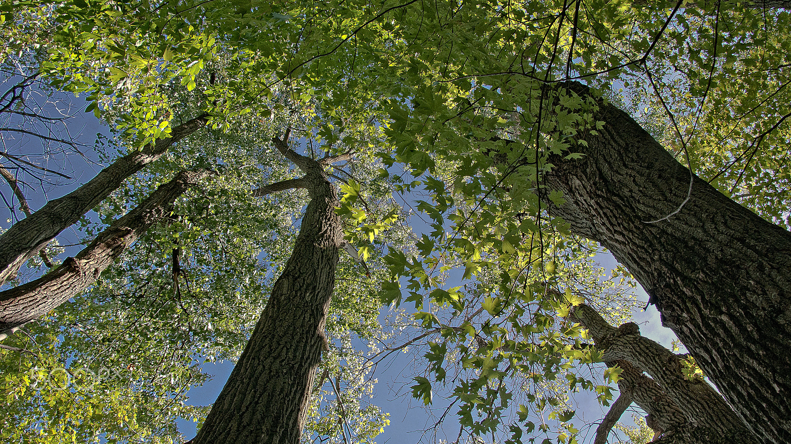 Sony Alpha DSLR-A330 sample photo. Beauty of nature photography