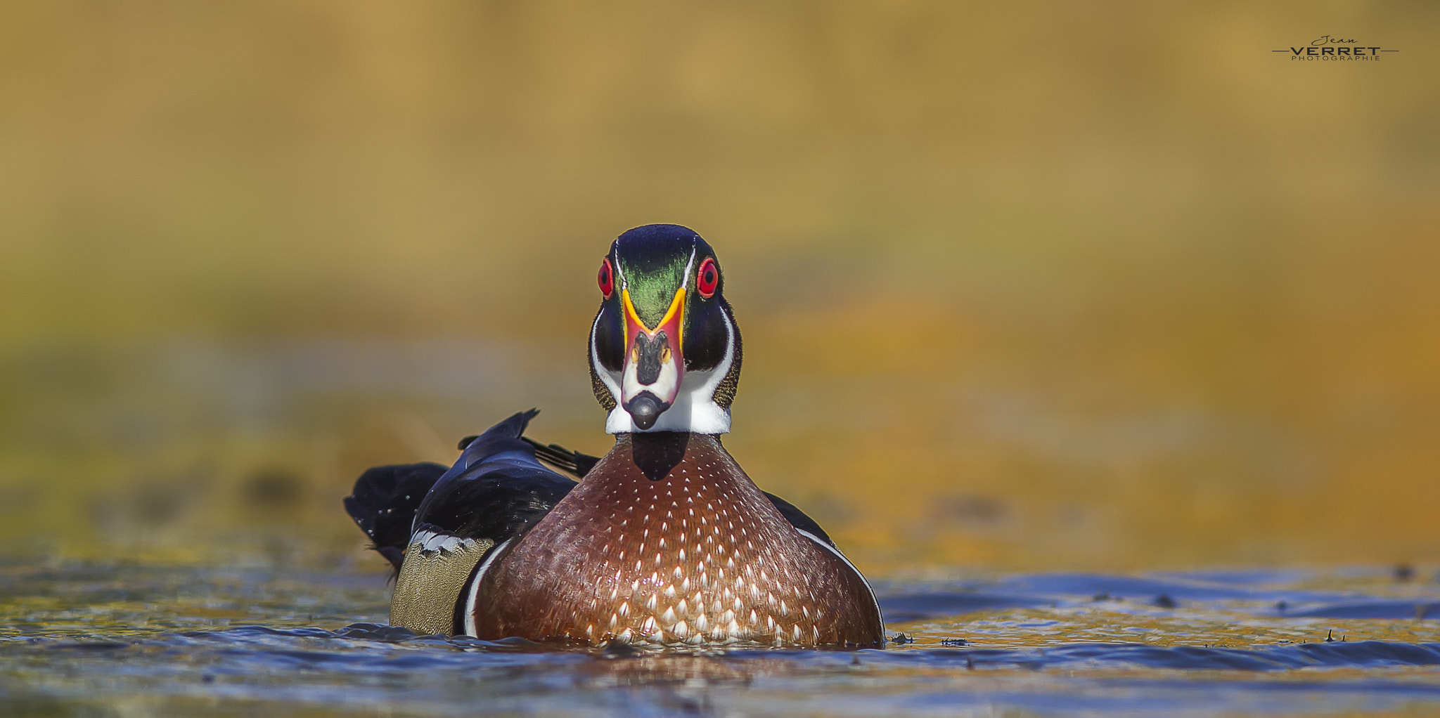 Canon EOS 600D (Rebel EOS T3i / EOS Kiss X5) + Canon EF 300mm F4L IS USM sample photo. Wood duck photography