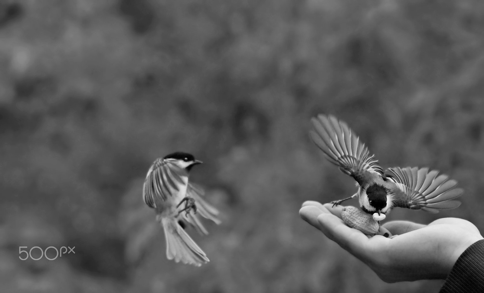 Sony 75-300mm F4.5-5.6 sample photo. Chickadee party photography