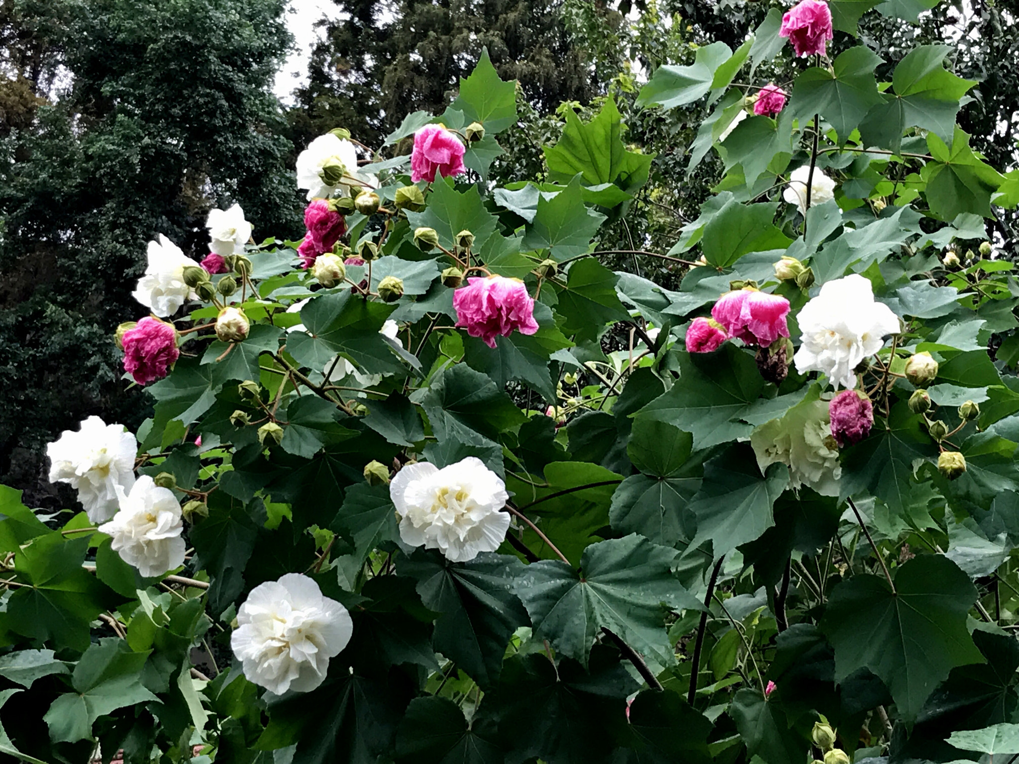 Apple iPhone9,1 sample photo. Cottonrose hibiscus 木芙蓉 photography