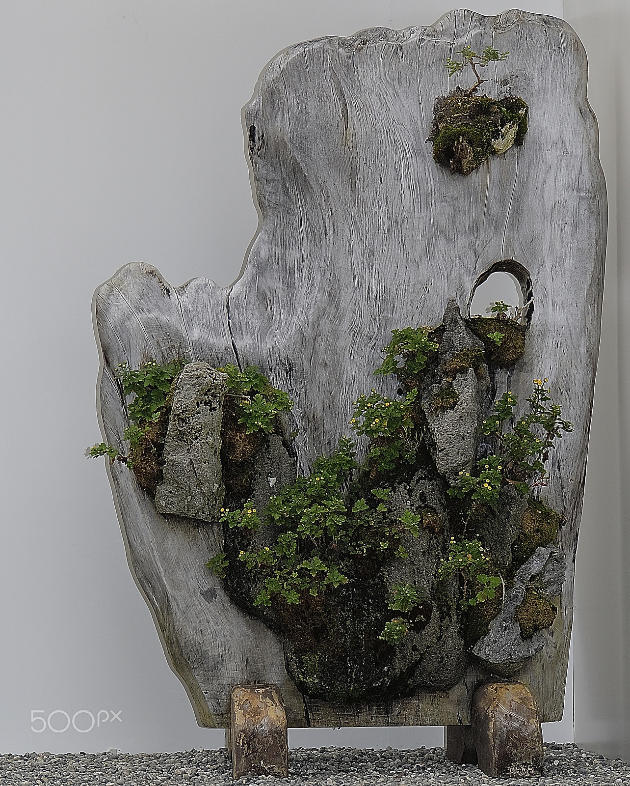 Nikon D200 sample photo. Bonsai of beauty chrysanthemum feel 2 photography
