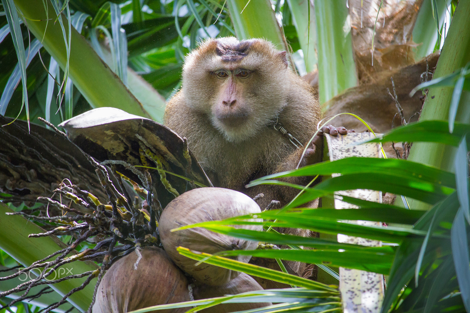 Canon EF-S 55-250mm F4-5.6 IS STM sample photo. Monkey harvesting coconut photography