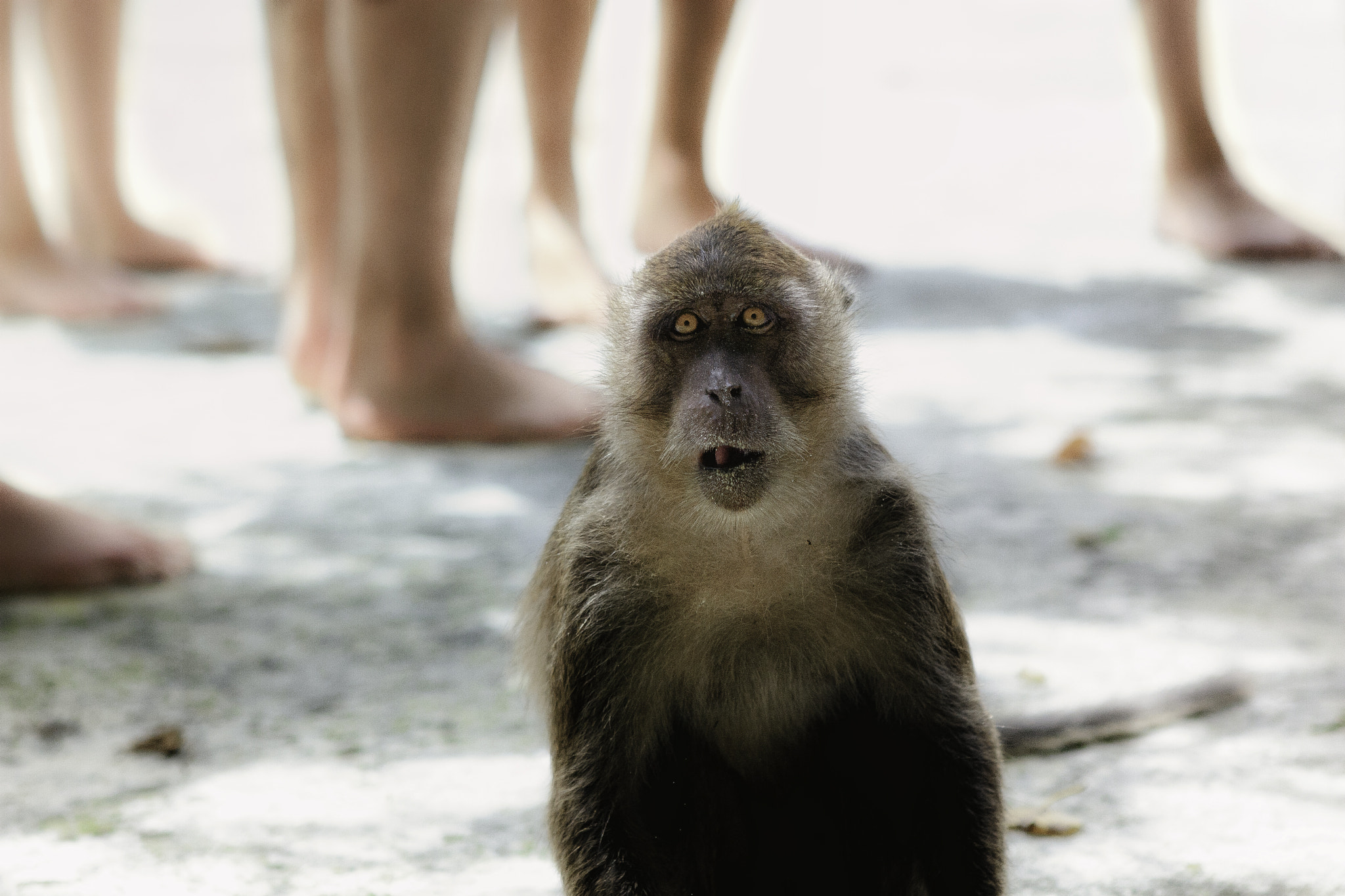 Canon EOS 30D + Canon EF 24-70mm F2.8L USM sample photo. Monkey beach photography