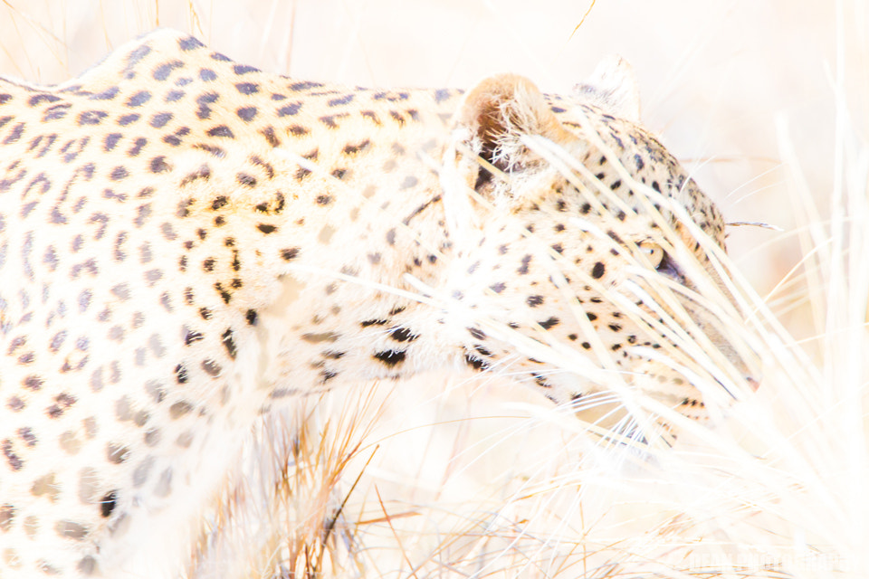 Canon EOS-1D Mark IV sample photo. Leopard photography
