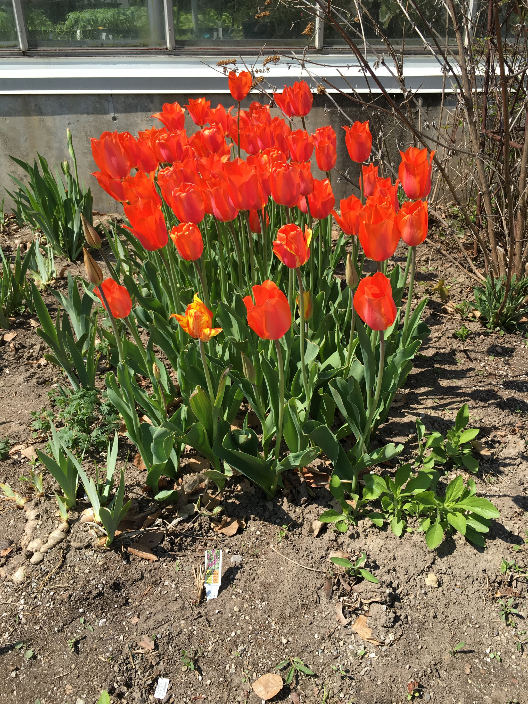 Jag.gr 645 PRO Mk III for Apple iPhone 6s Plus sample photo