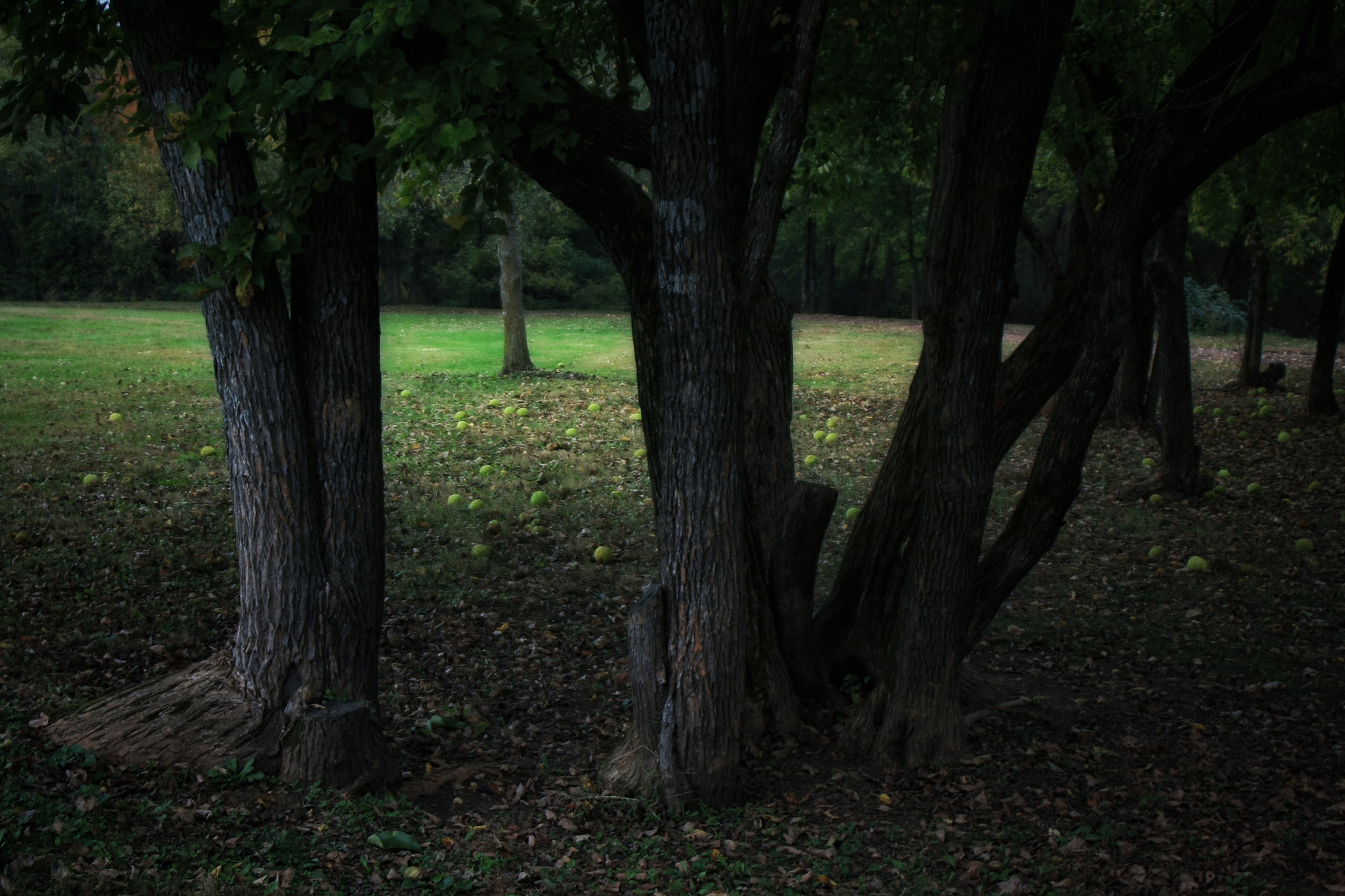 Tamron AF 28-200mm F3.8-5.6 XR Di Aspherical (IF) Macro sample photo. Fall in the park photography