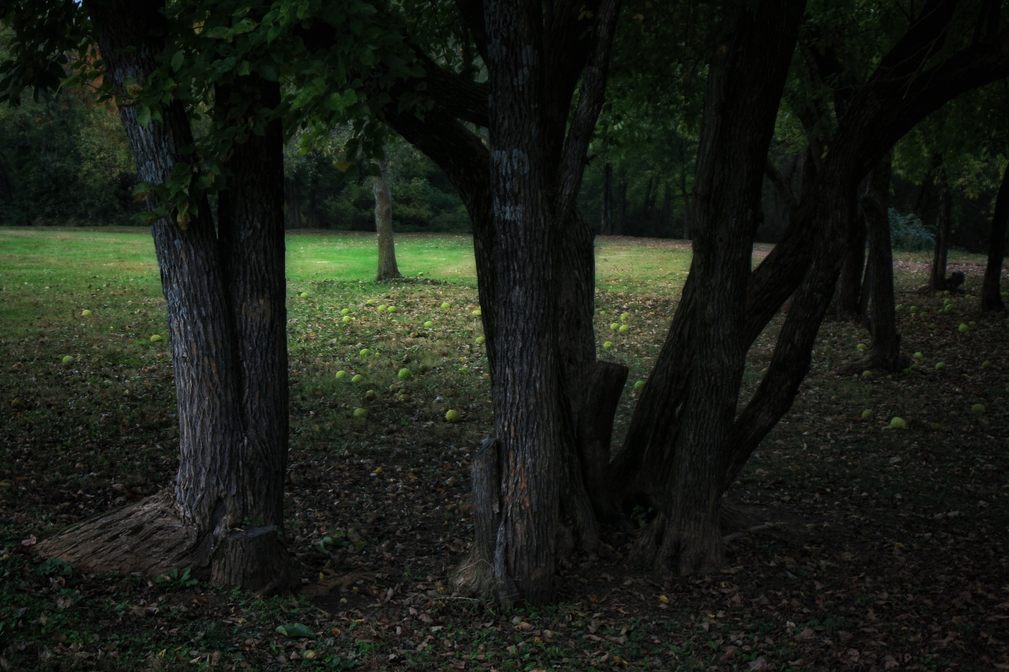 Canon EOS 1000D (EOS Digital Rebel XS / EOS Kiss F) sample photo. Fall in the park photography