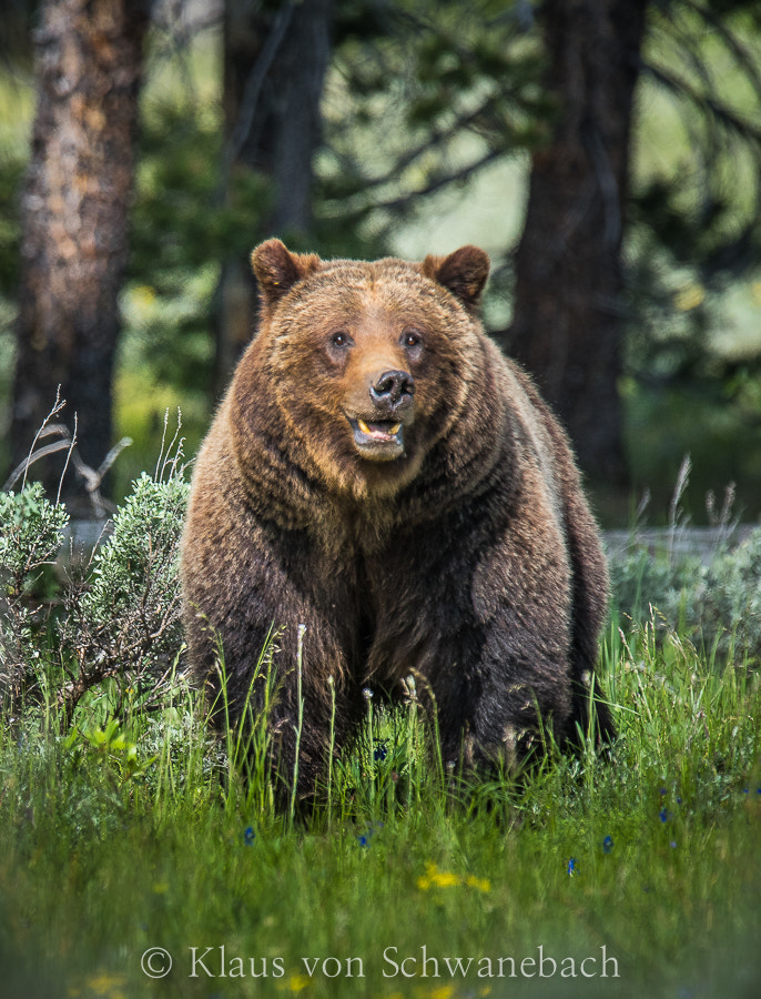 Nikon D810 + Nikon AF-S Nikkor 600mm F4G ED VR sample photo. O photography