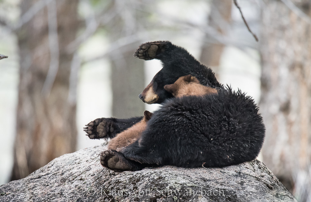 Nikon D810 + Nikon AF-S Nikkor 600mm F4G ED VR sample photo. Dsc photography