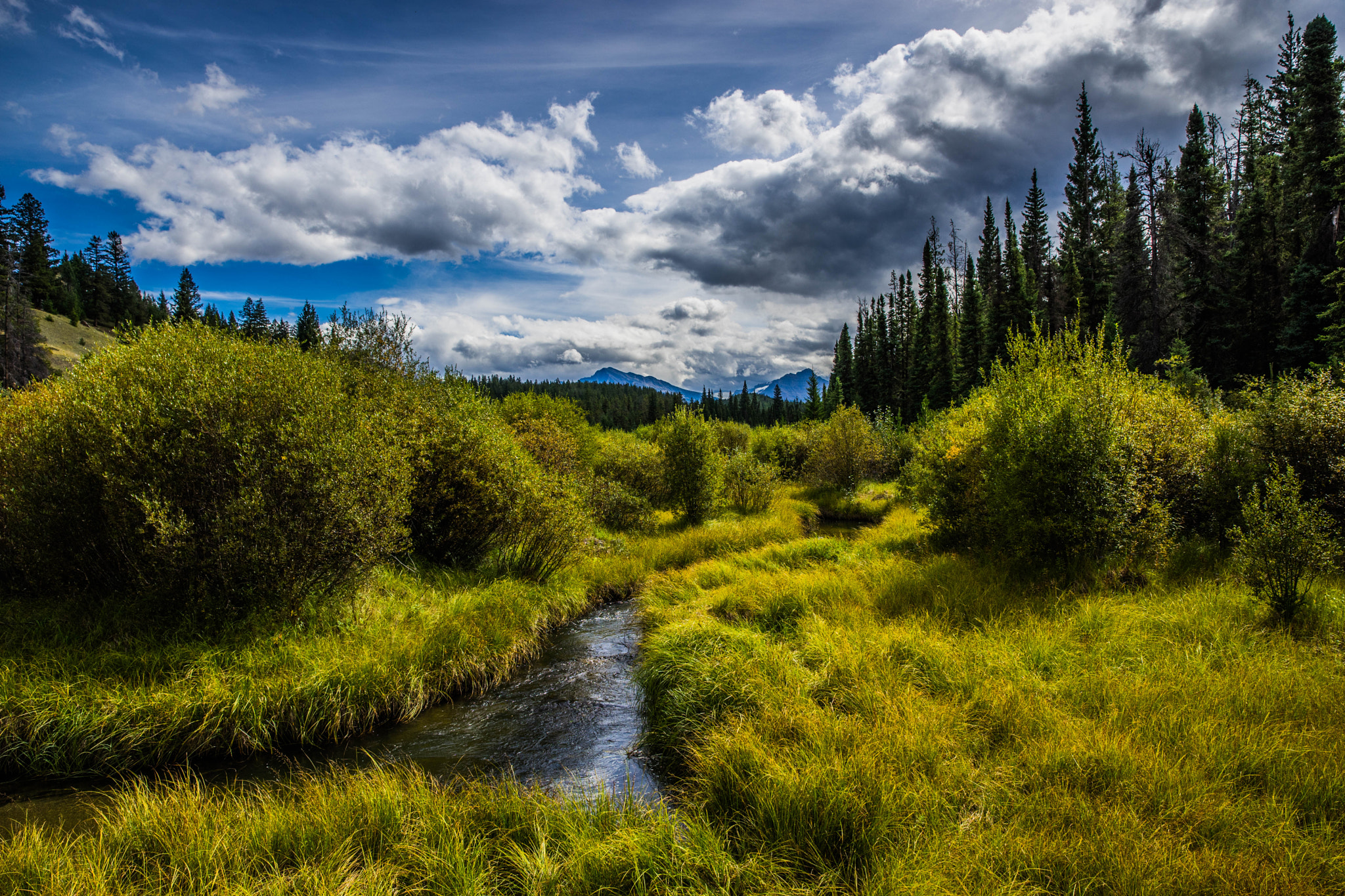 Canon EF 24-70mm F2.8L II USM sample photo. Meadows of green photography