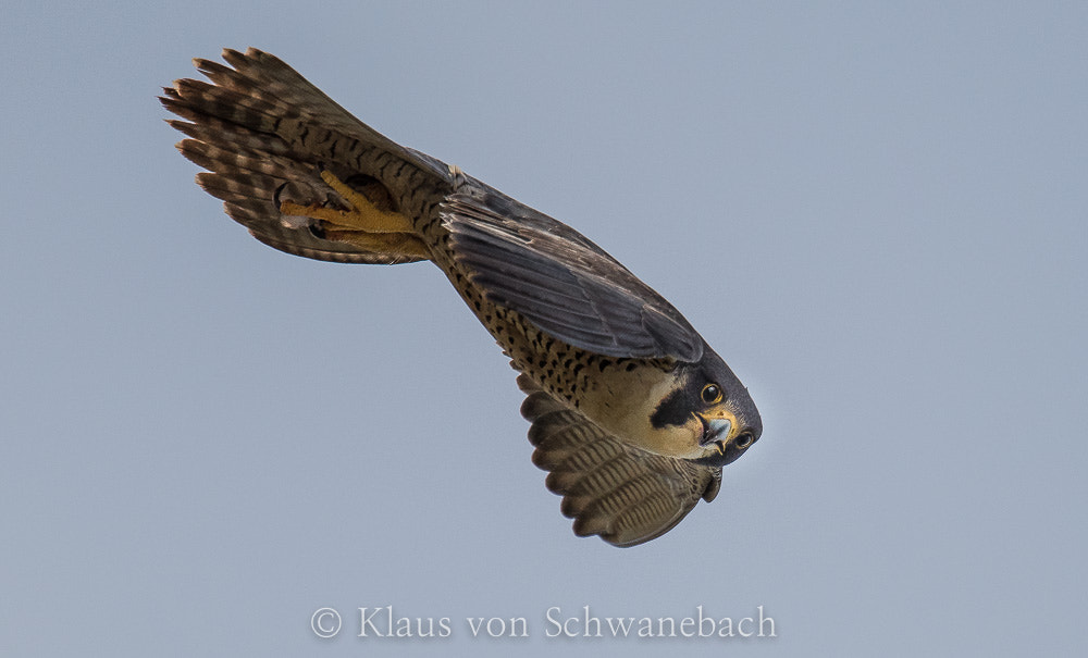 Nikon D810 + Nikon AF-S Nikkor 600mm F4G ED VR sample photo. O photography