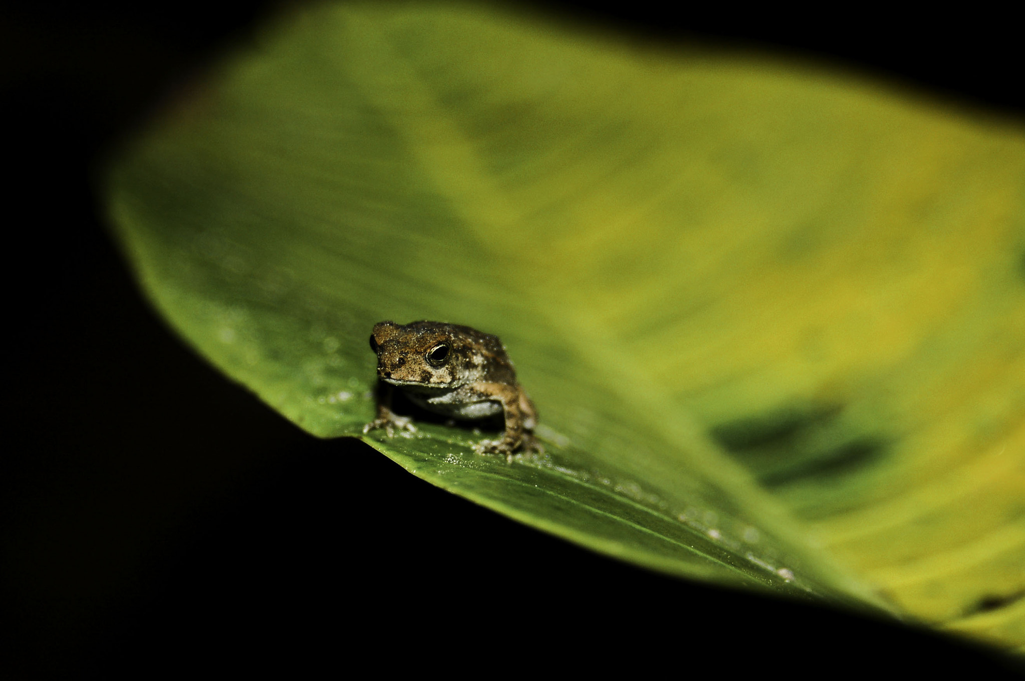 Nikon D50 sample photo. Tarapoto frog photography
