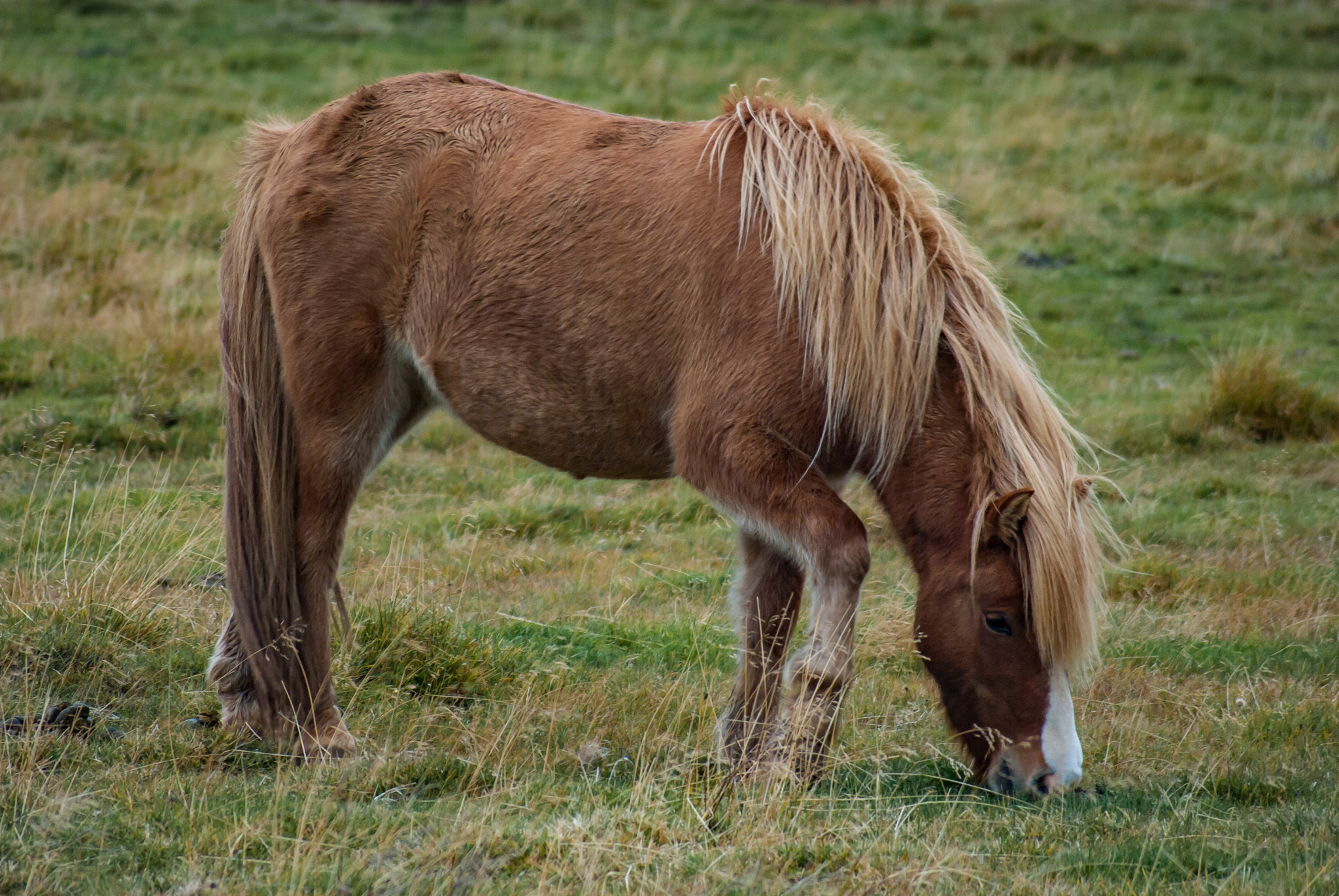 Nikon D80 sample photo. Icelandic horse photography