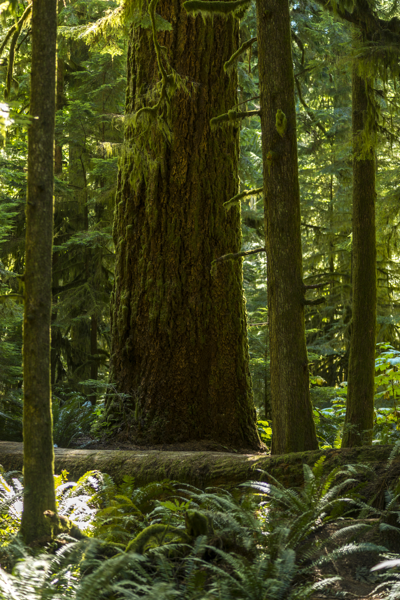 Sony a99 II + Minolta AF 100mm F2.8 Macro [New] sample photo. Cathedral grove photography