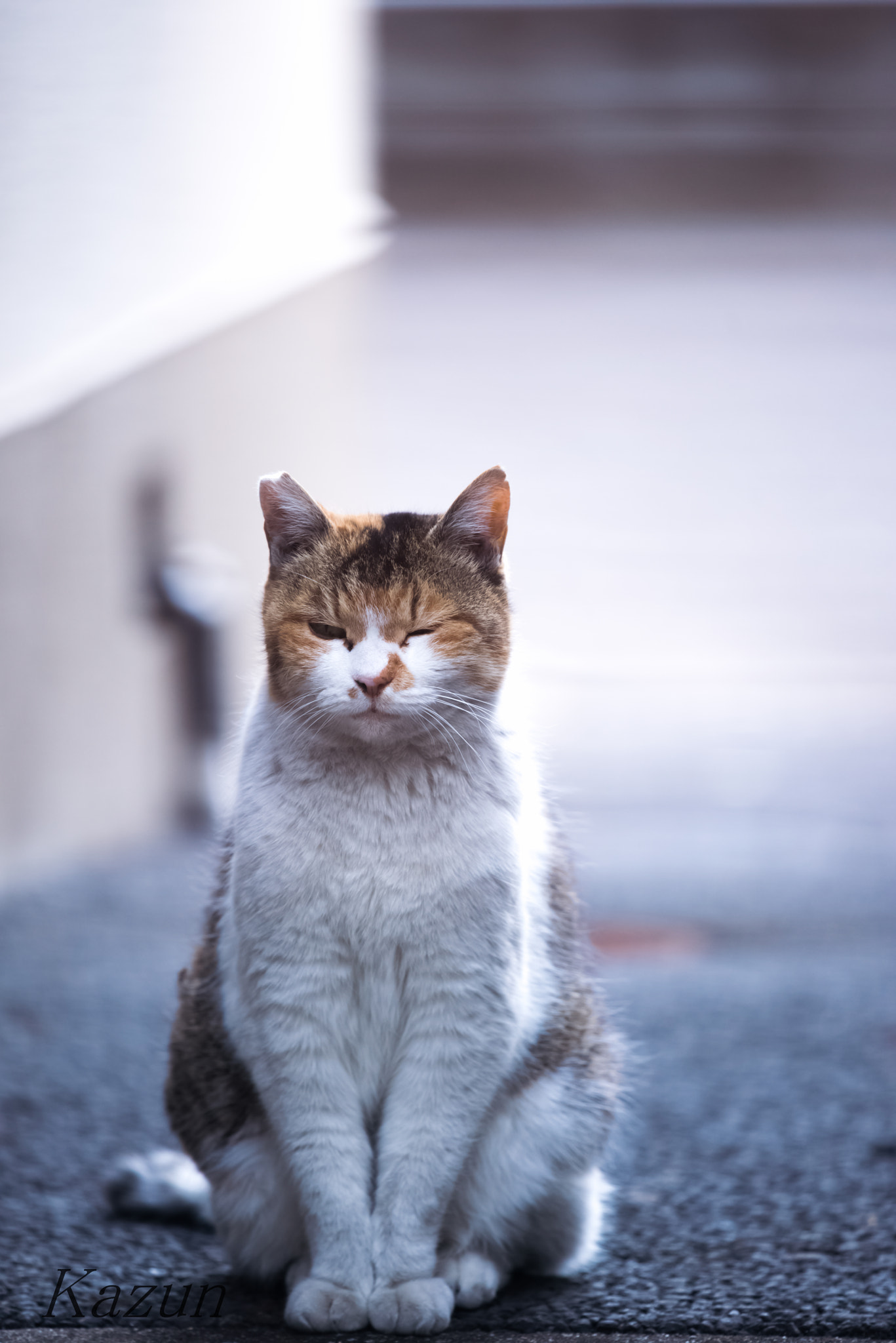 Nikon Nikkor AF-S 300mm F4E PF ED VR sample photo. Wink? photography