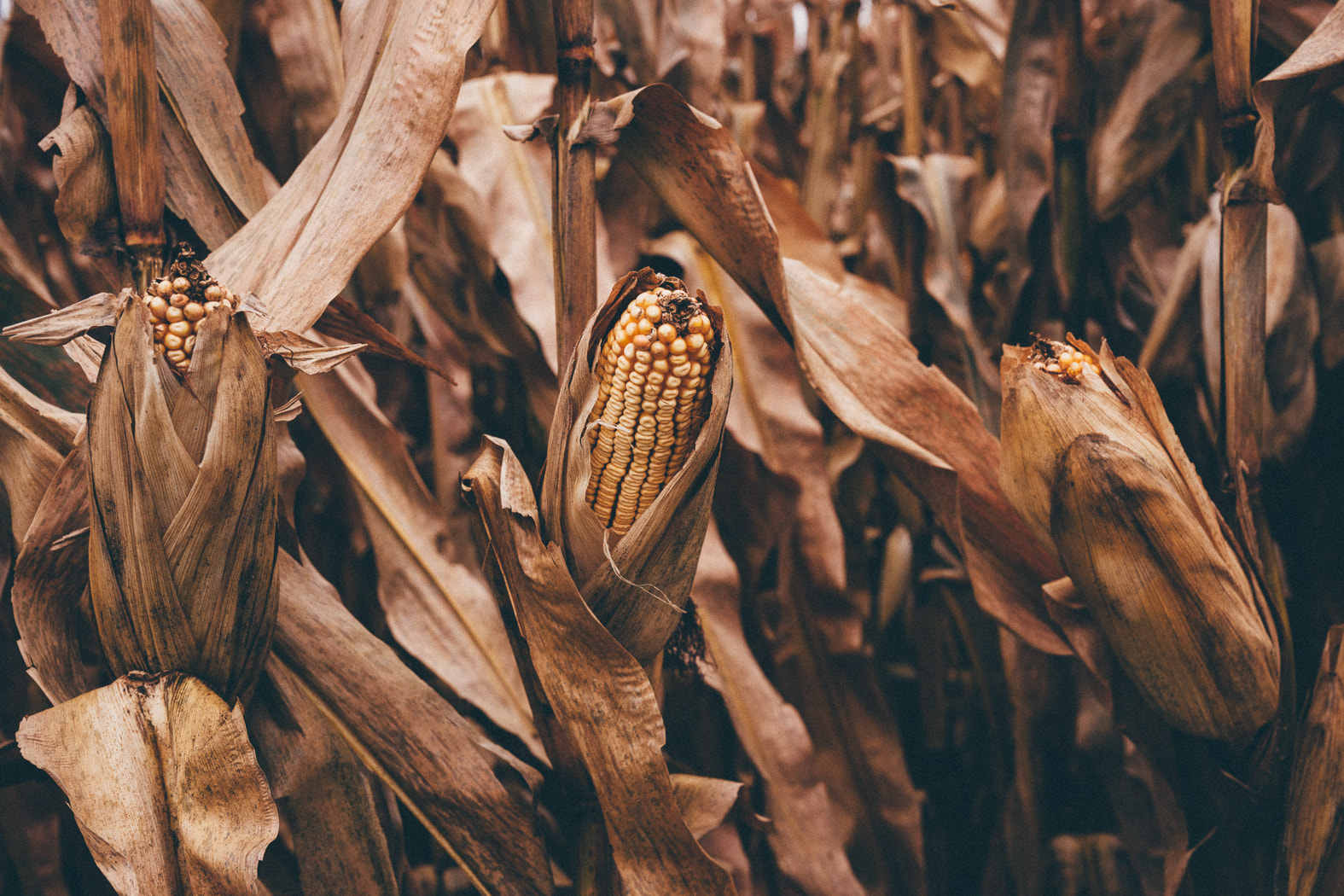 Sony Alpha DSLR-A900 sample photo. Corn crop photography
